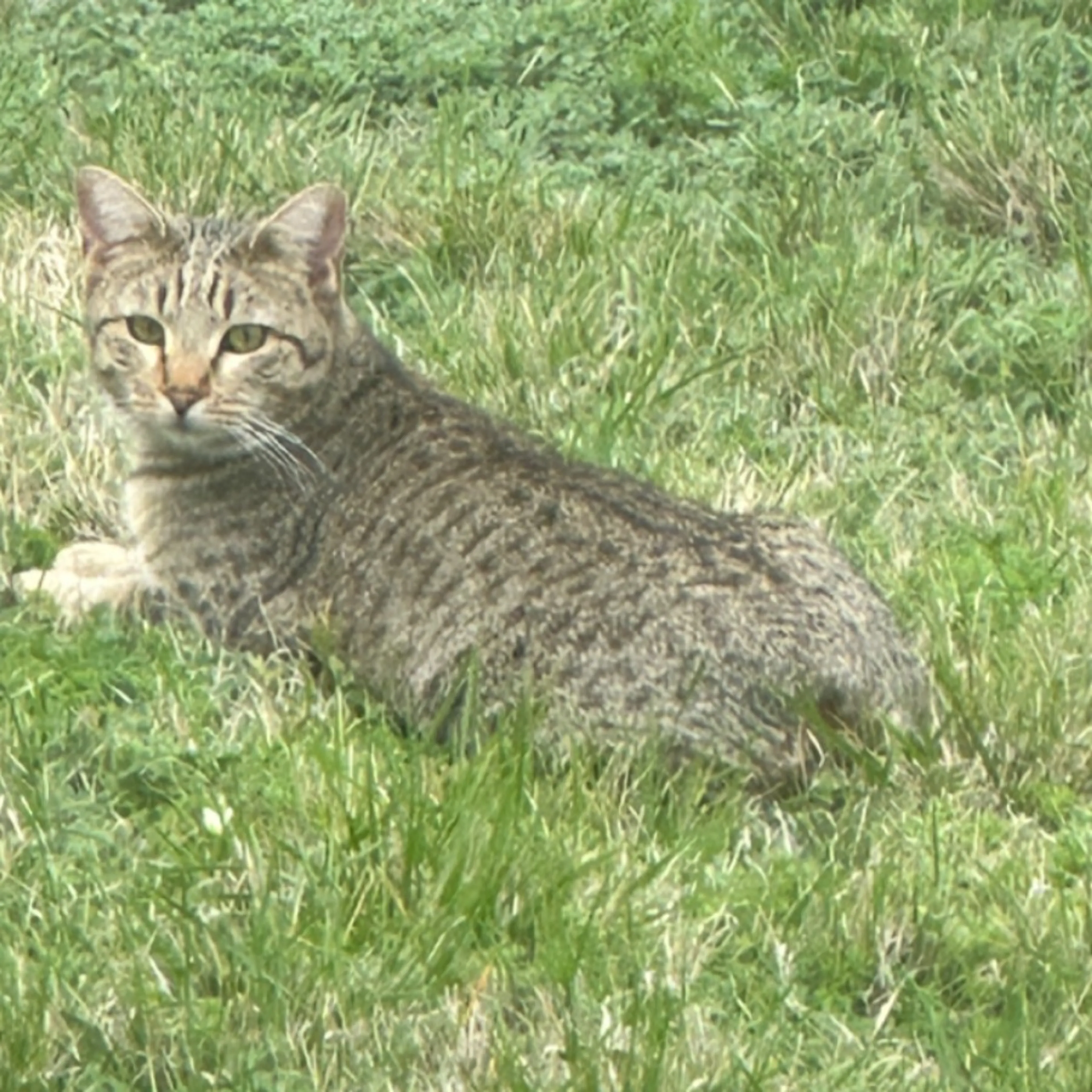 Lost pet-0