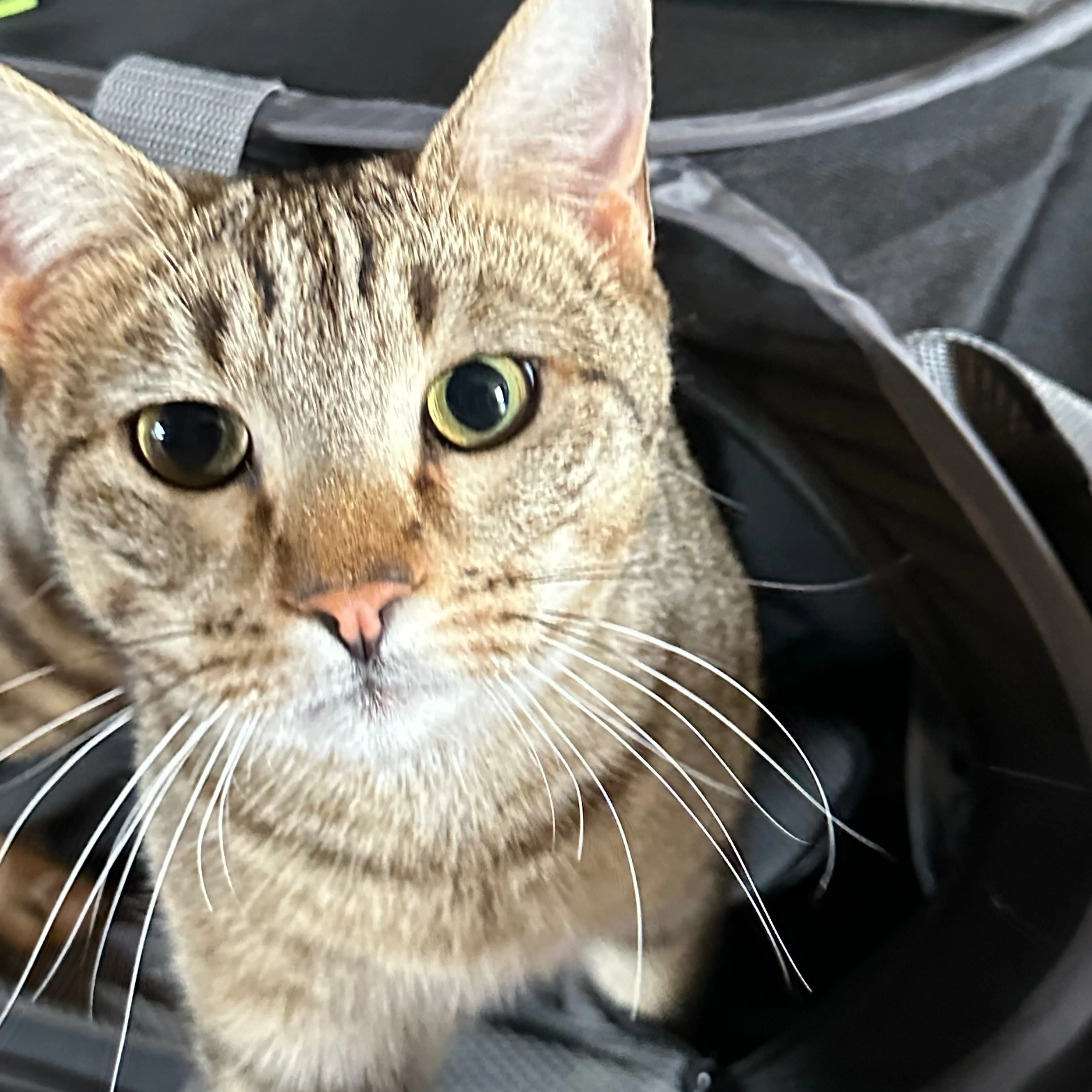 Lost pet-2