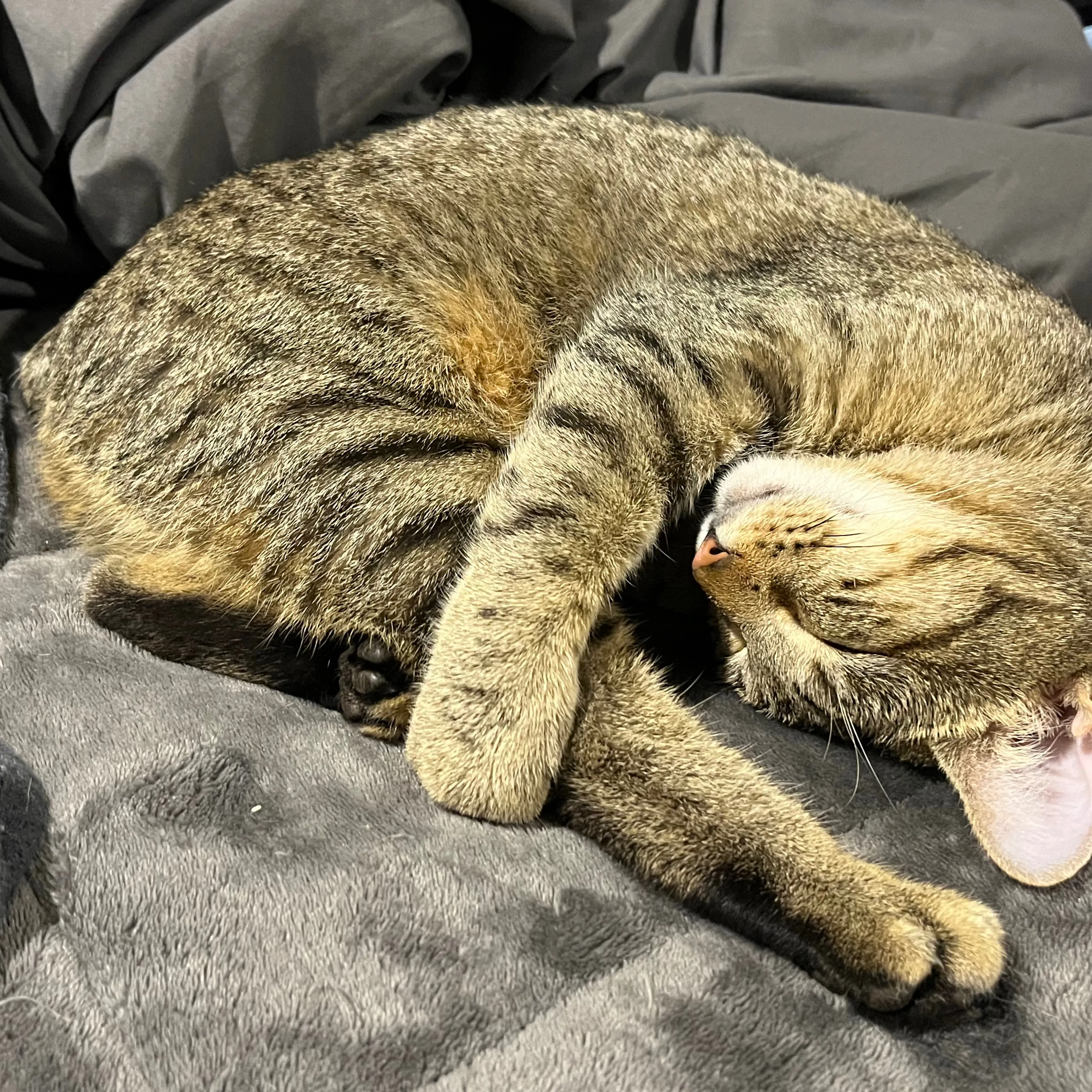 Lost pet-3