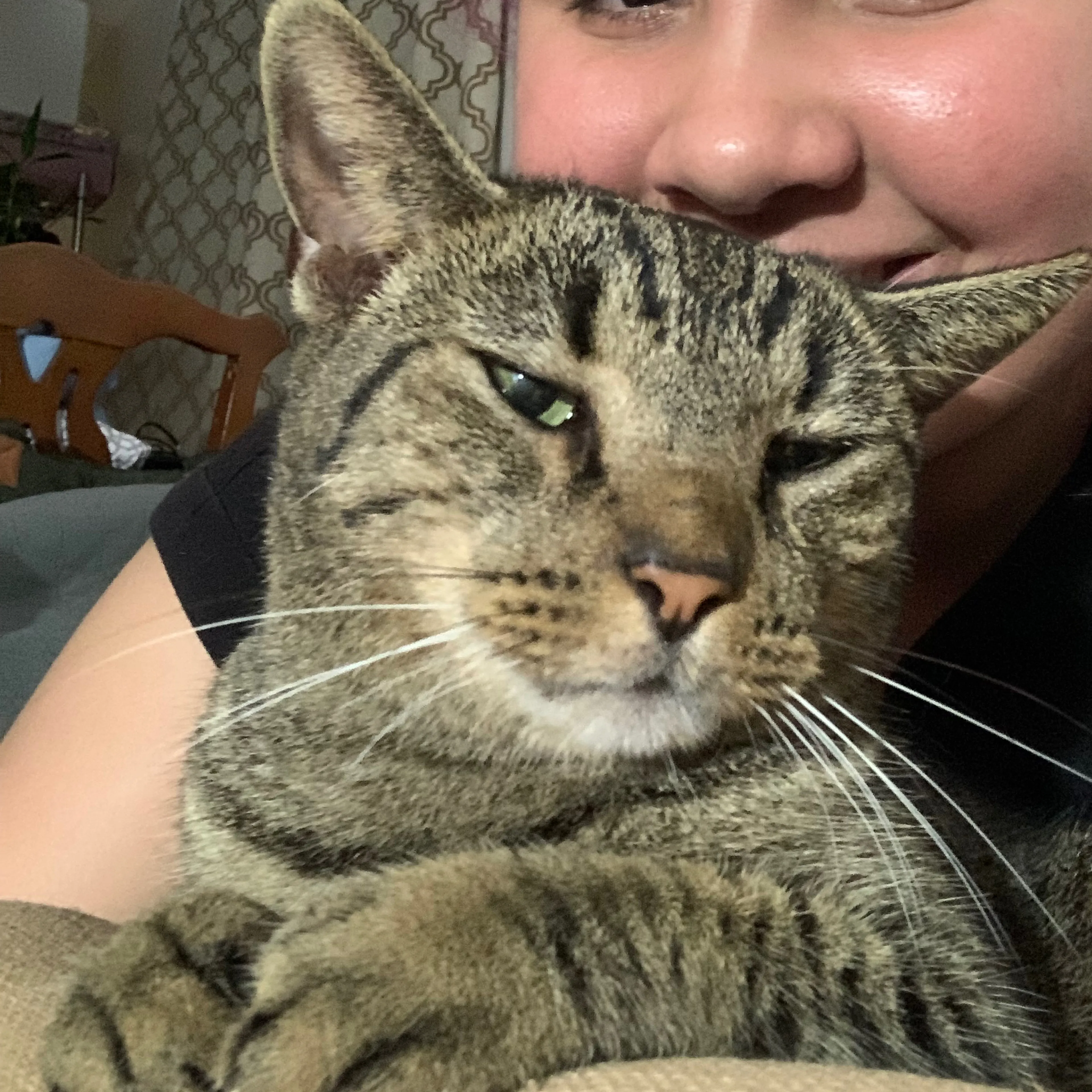 Lost pet-3