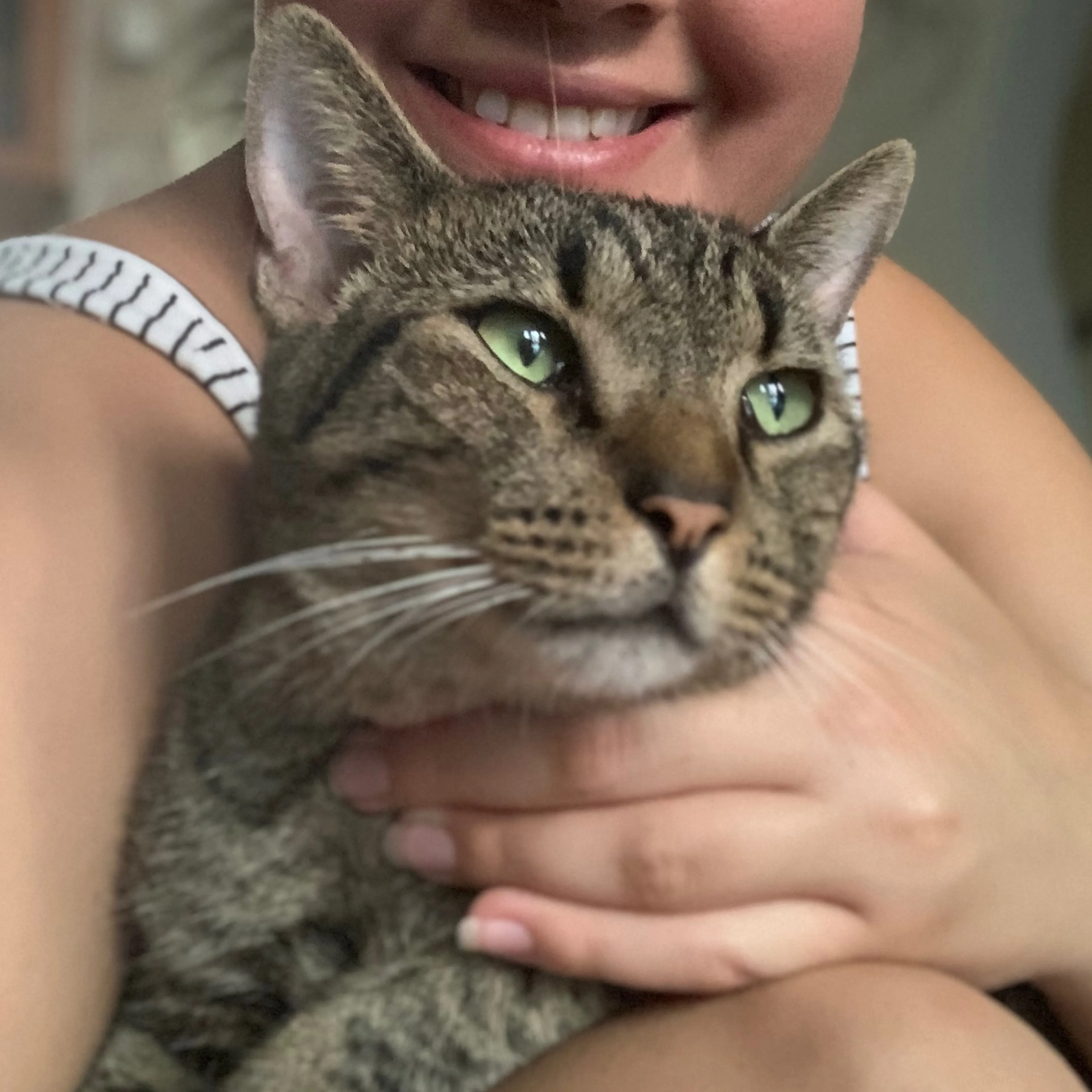Lost pet-2