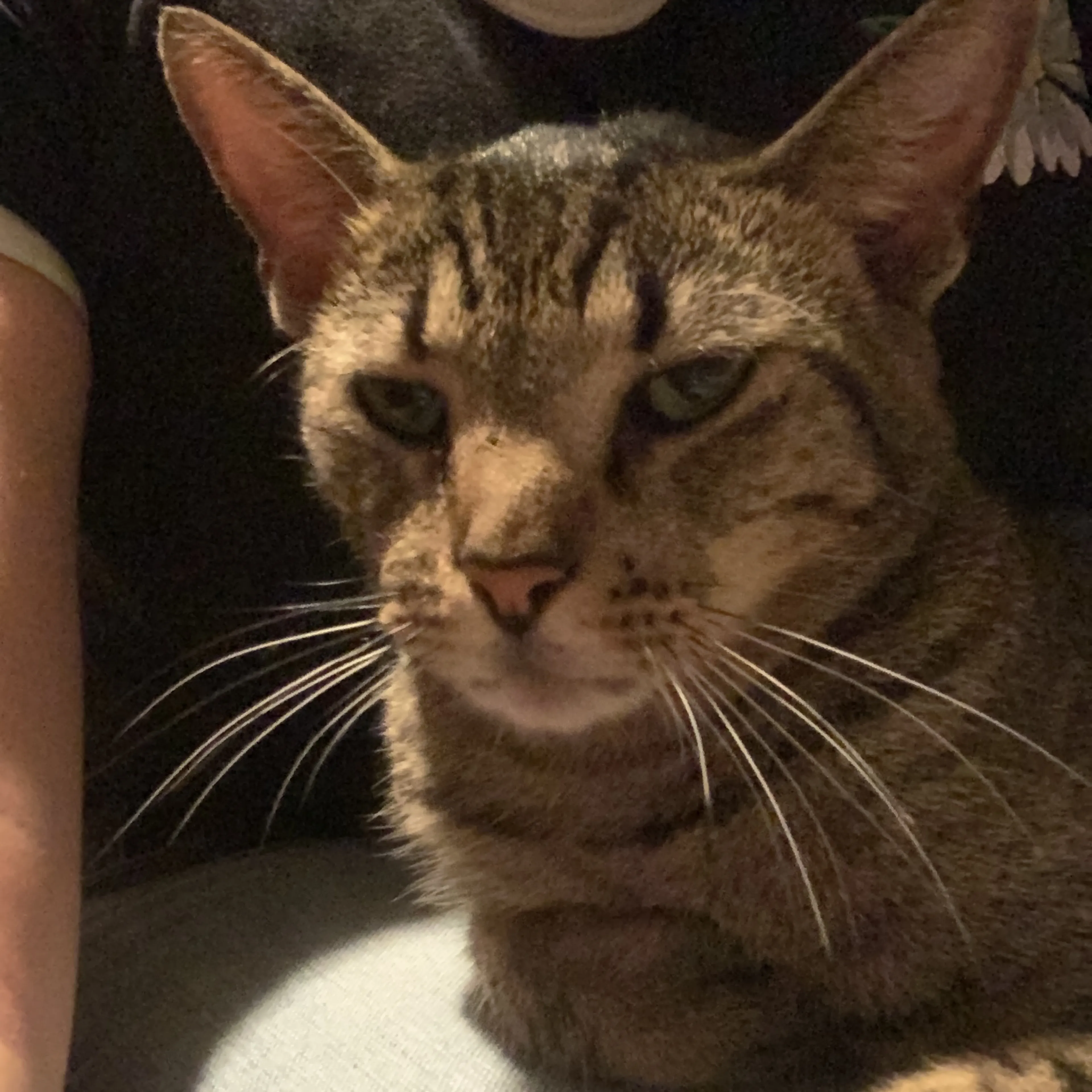 Lost pet-0