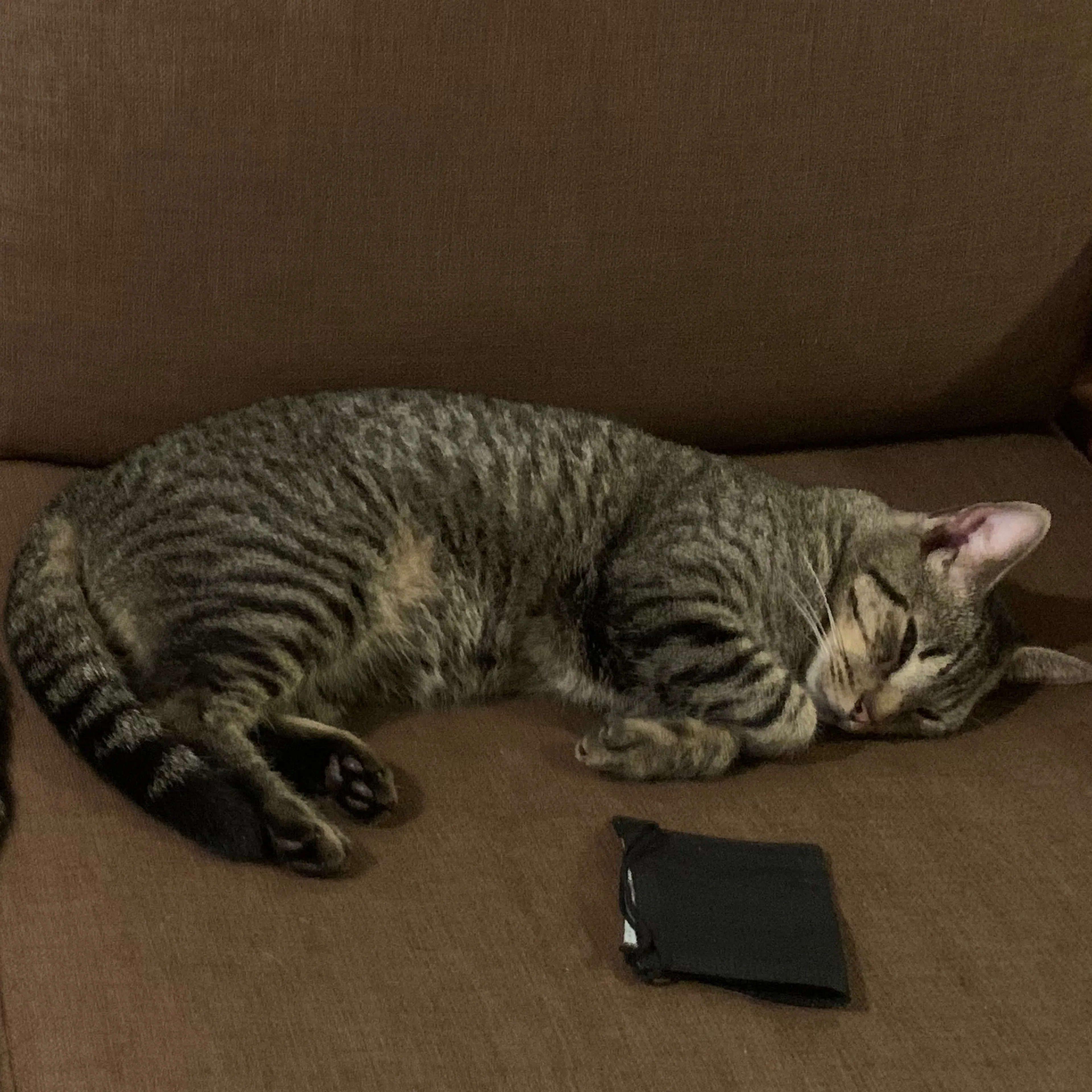 Lost pet-1