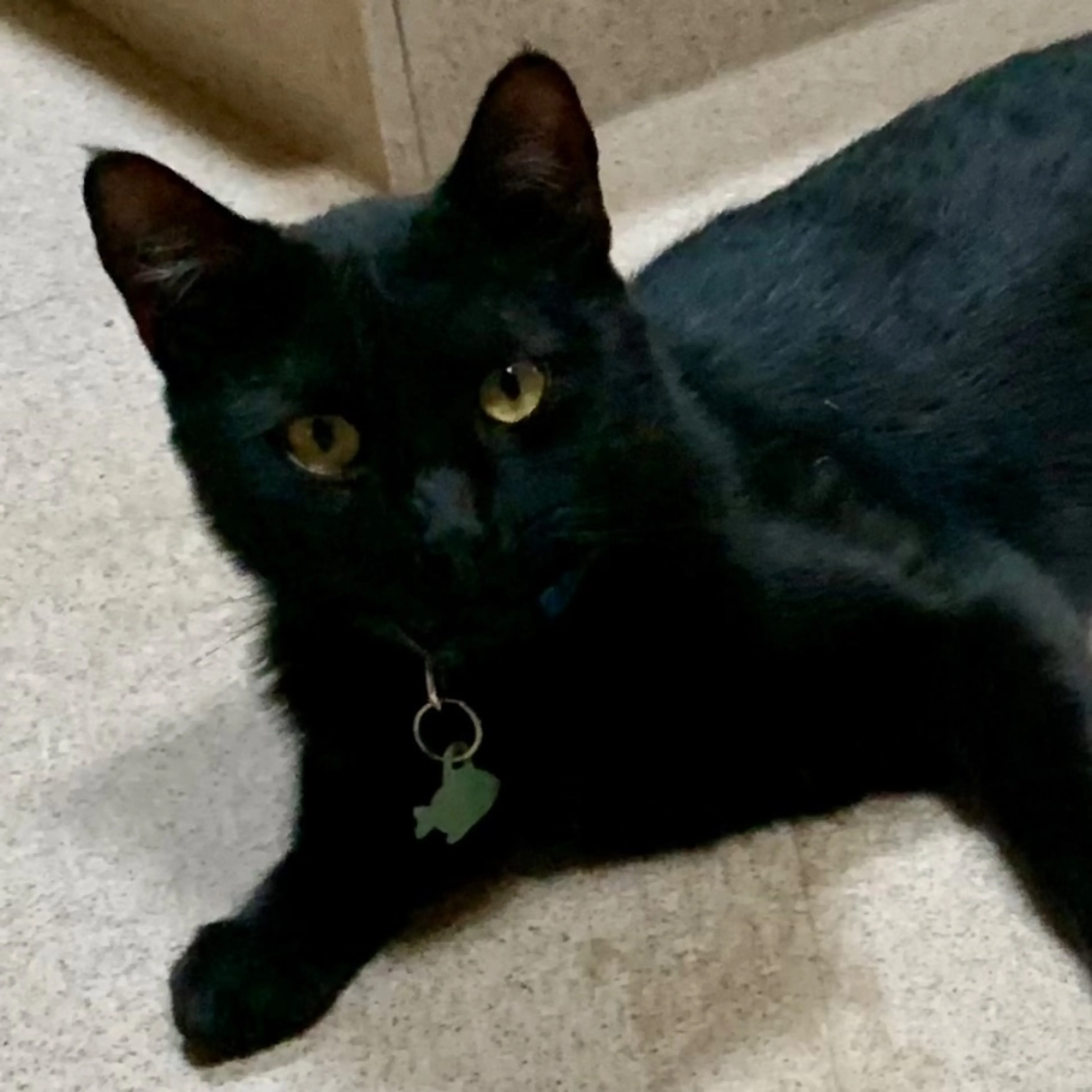 Lost pet