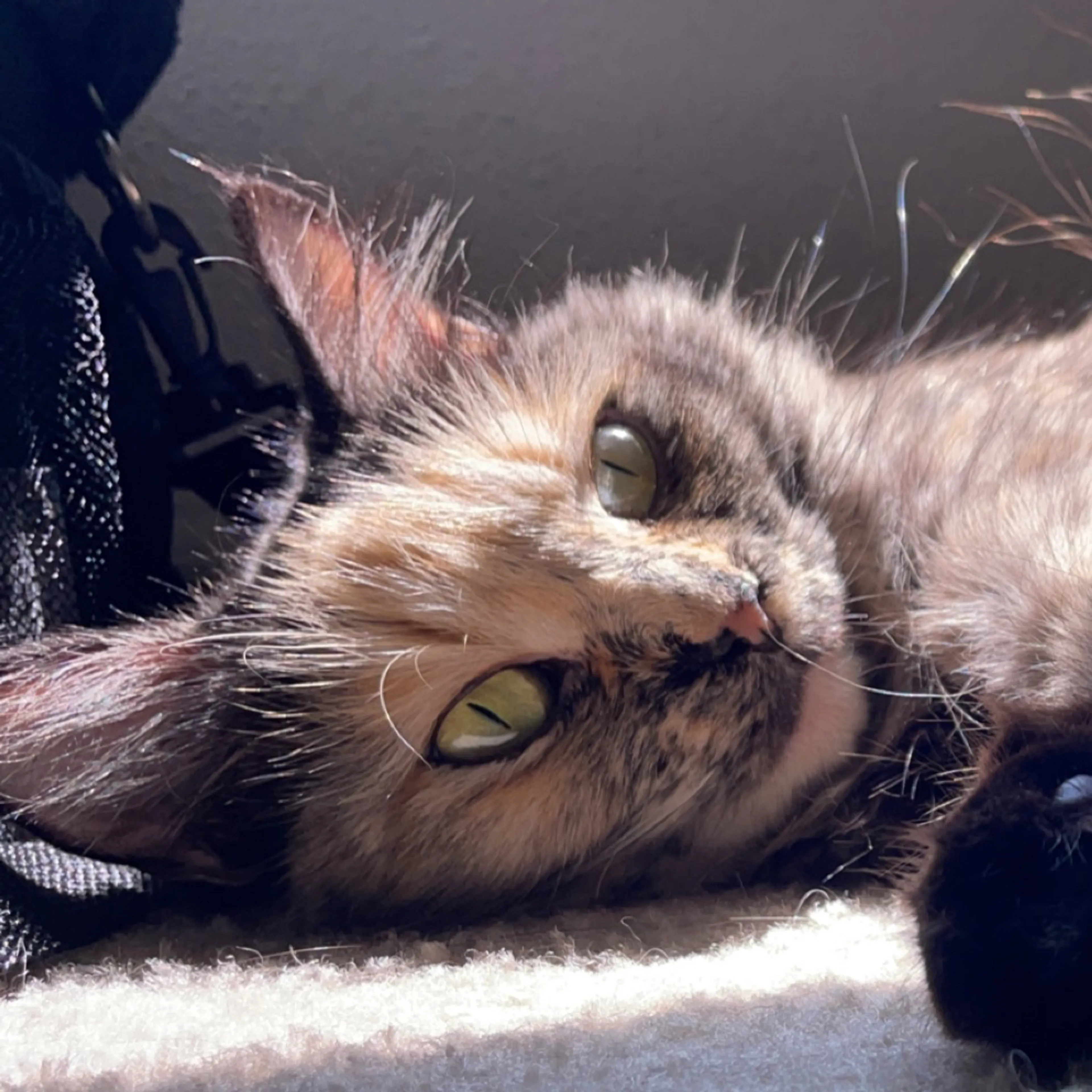 Lost pet-2
