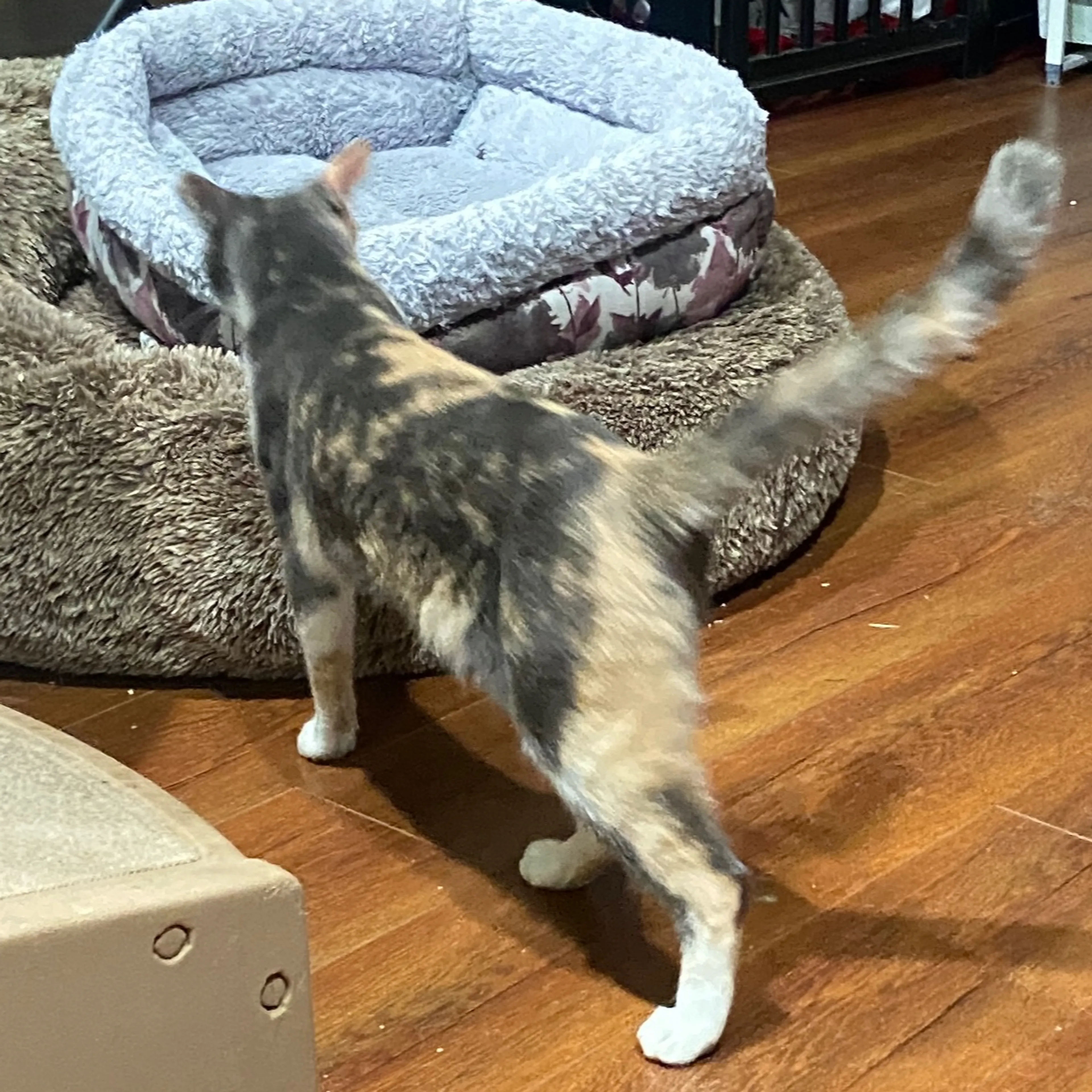 Found pet-2