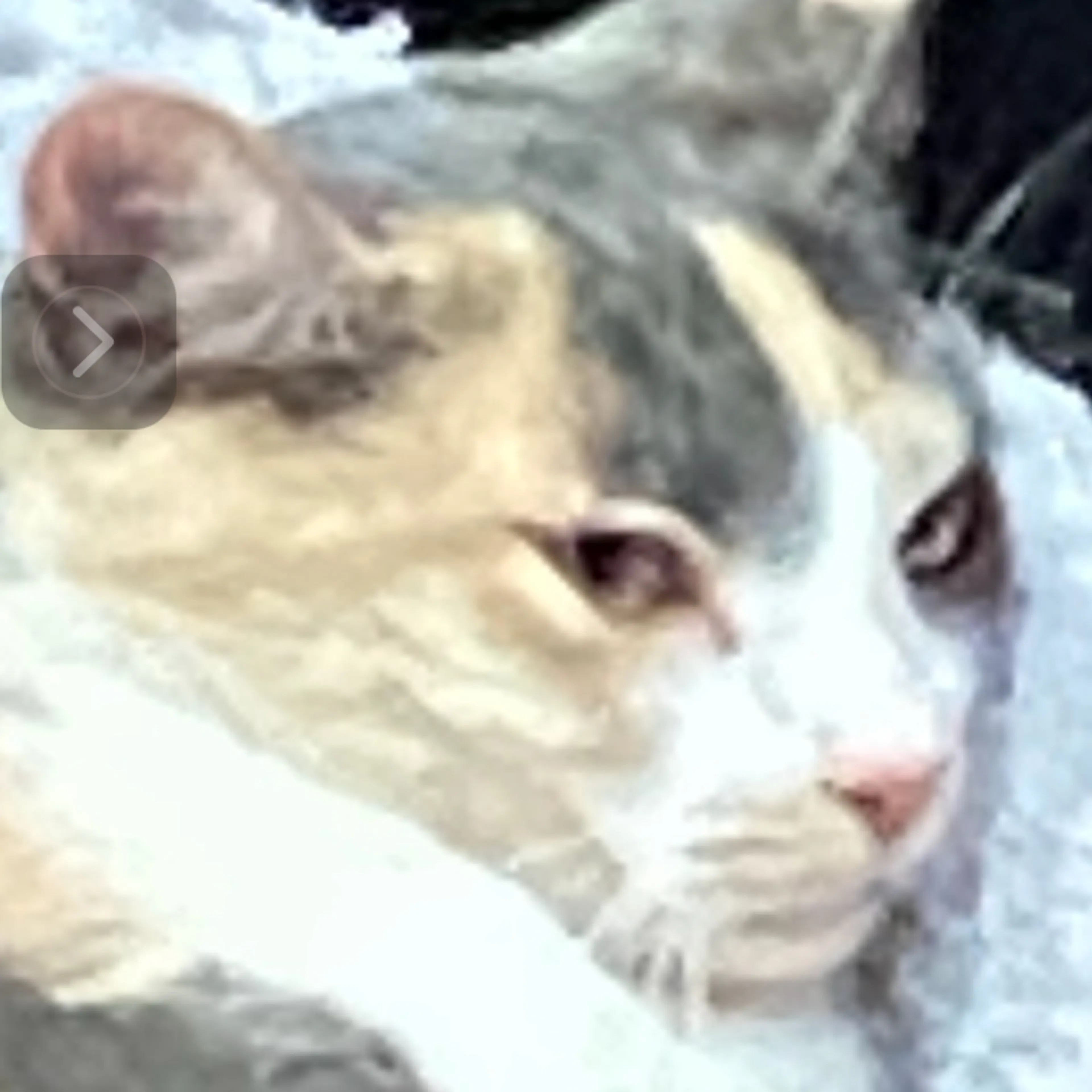 Found pet-0