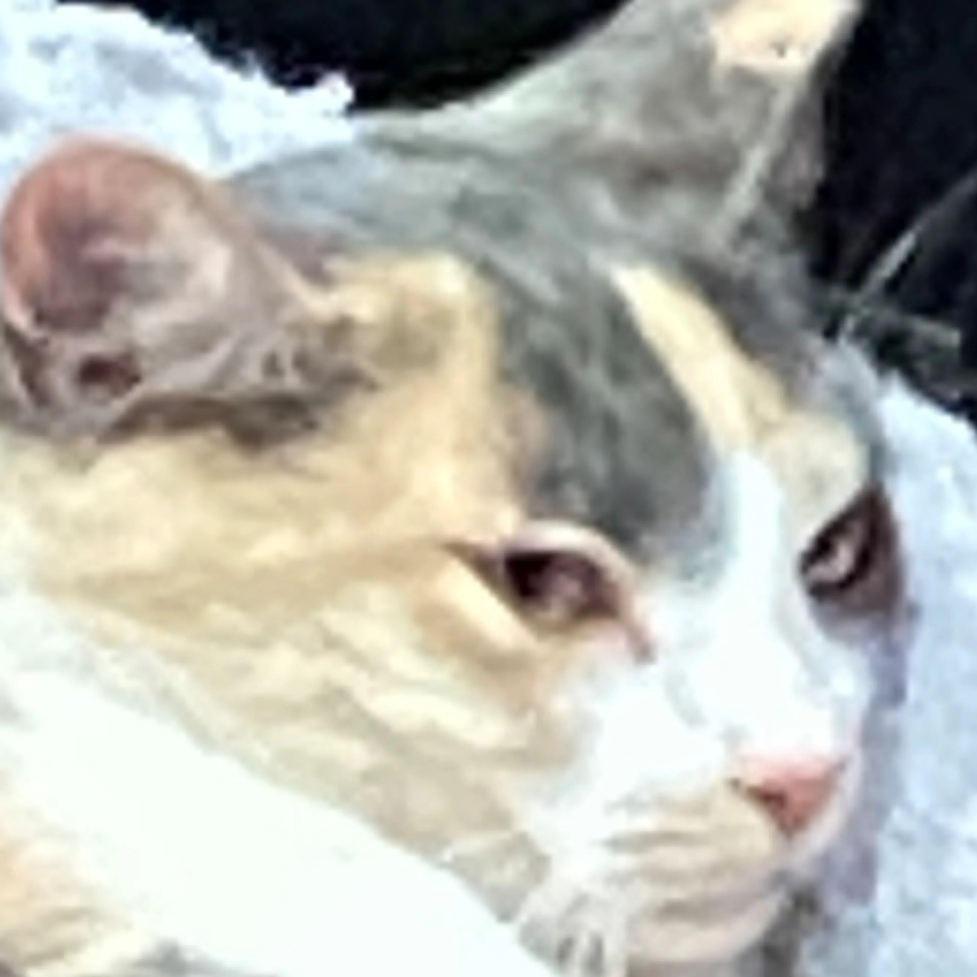 Found pet-1