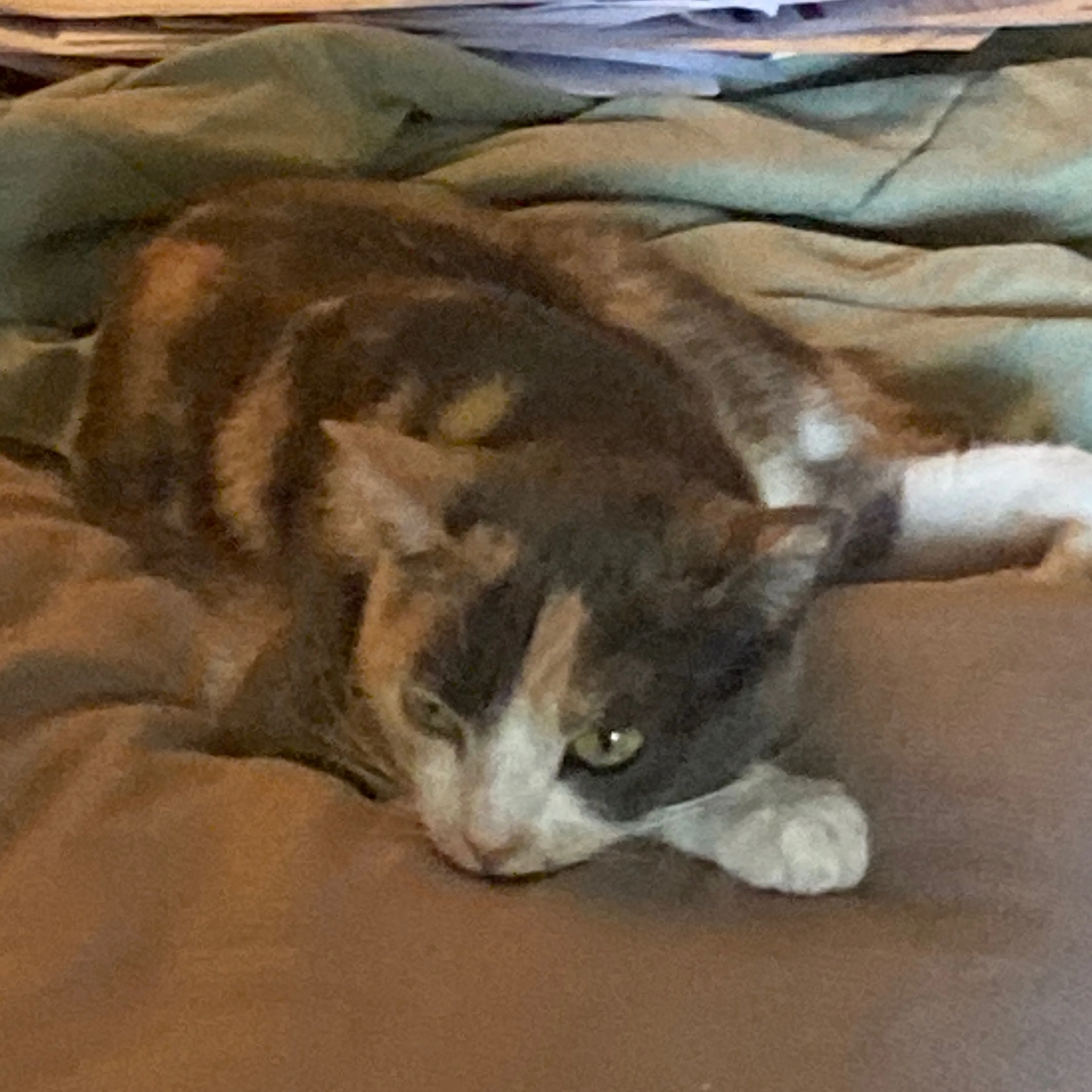 Found pet-3