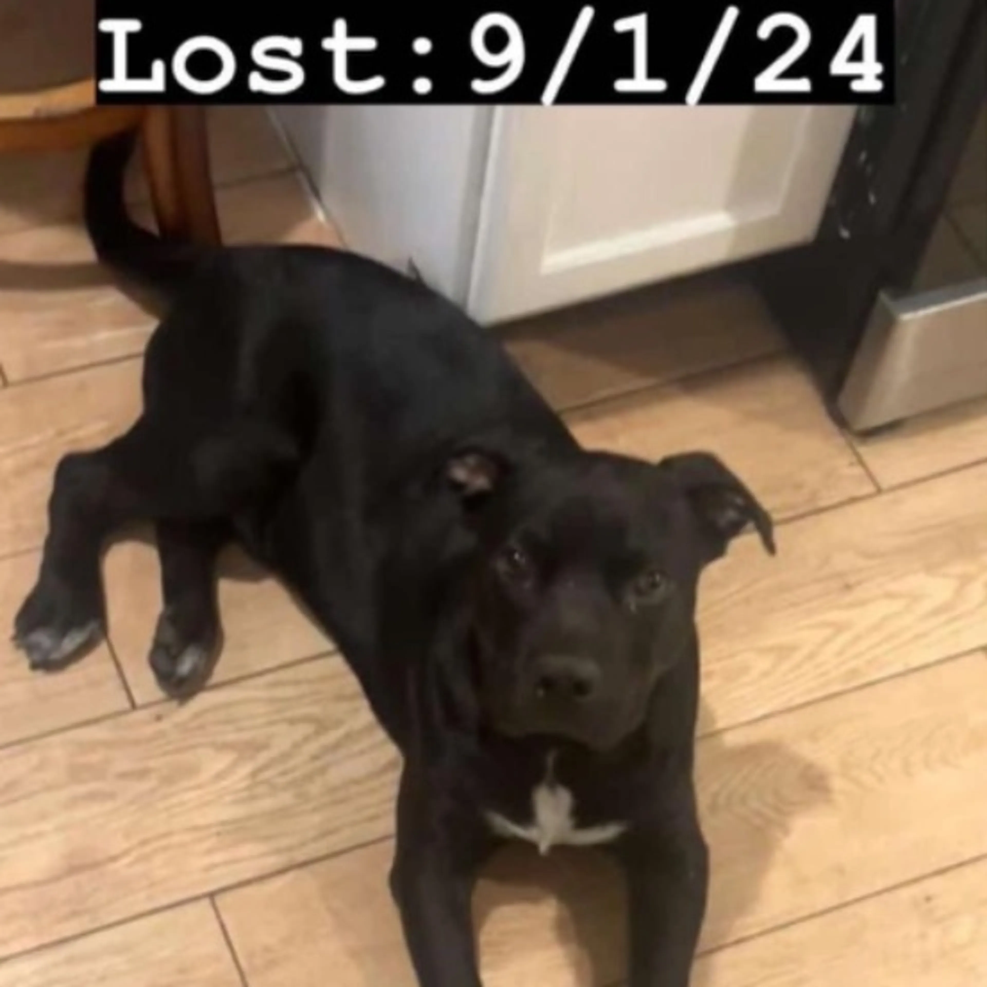 Lost pet-0