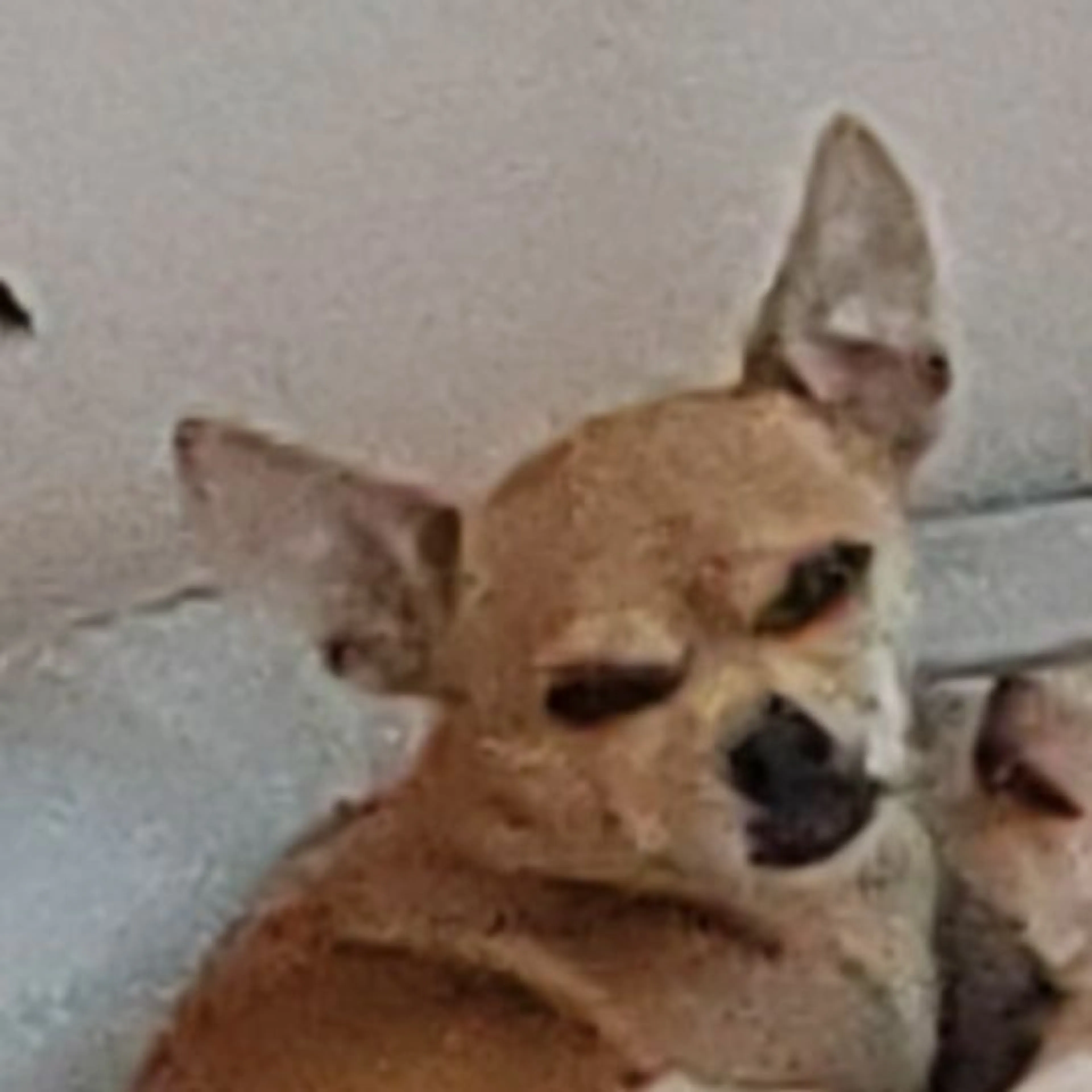 Lost pet
