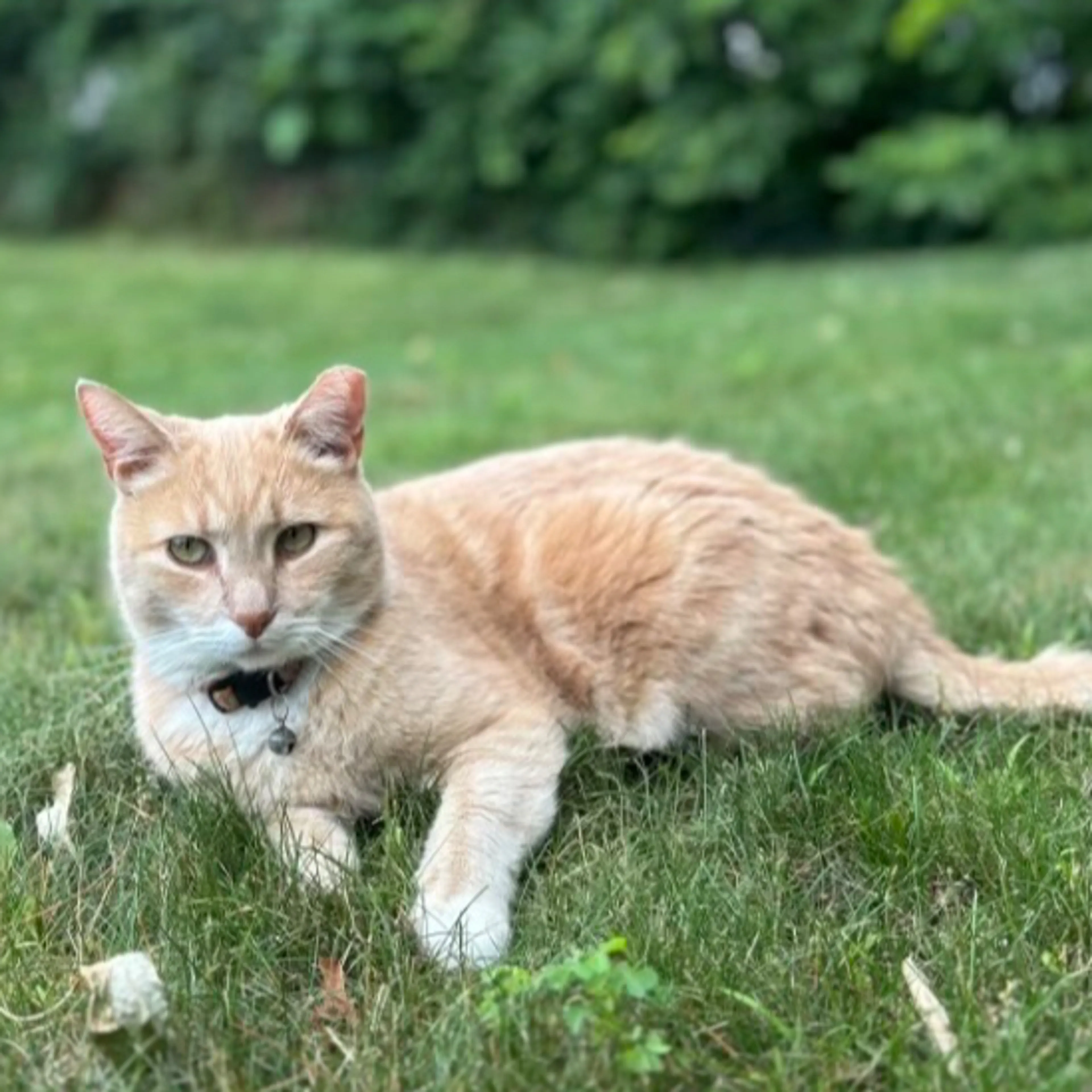 Lost pet-1