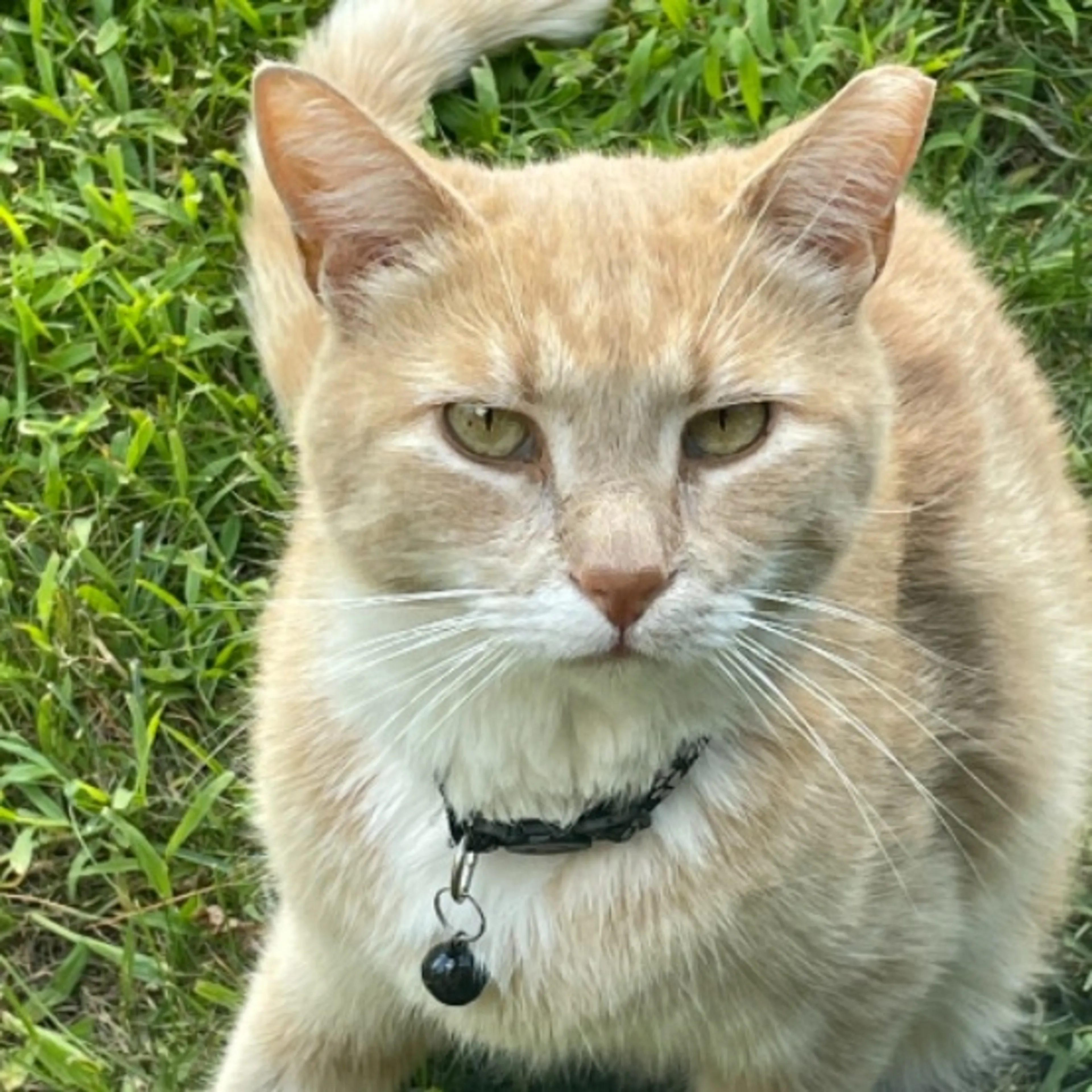 Lost pet-0