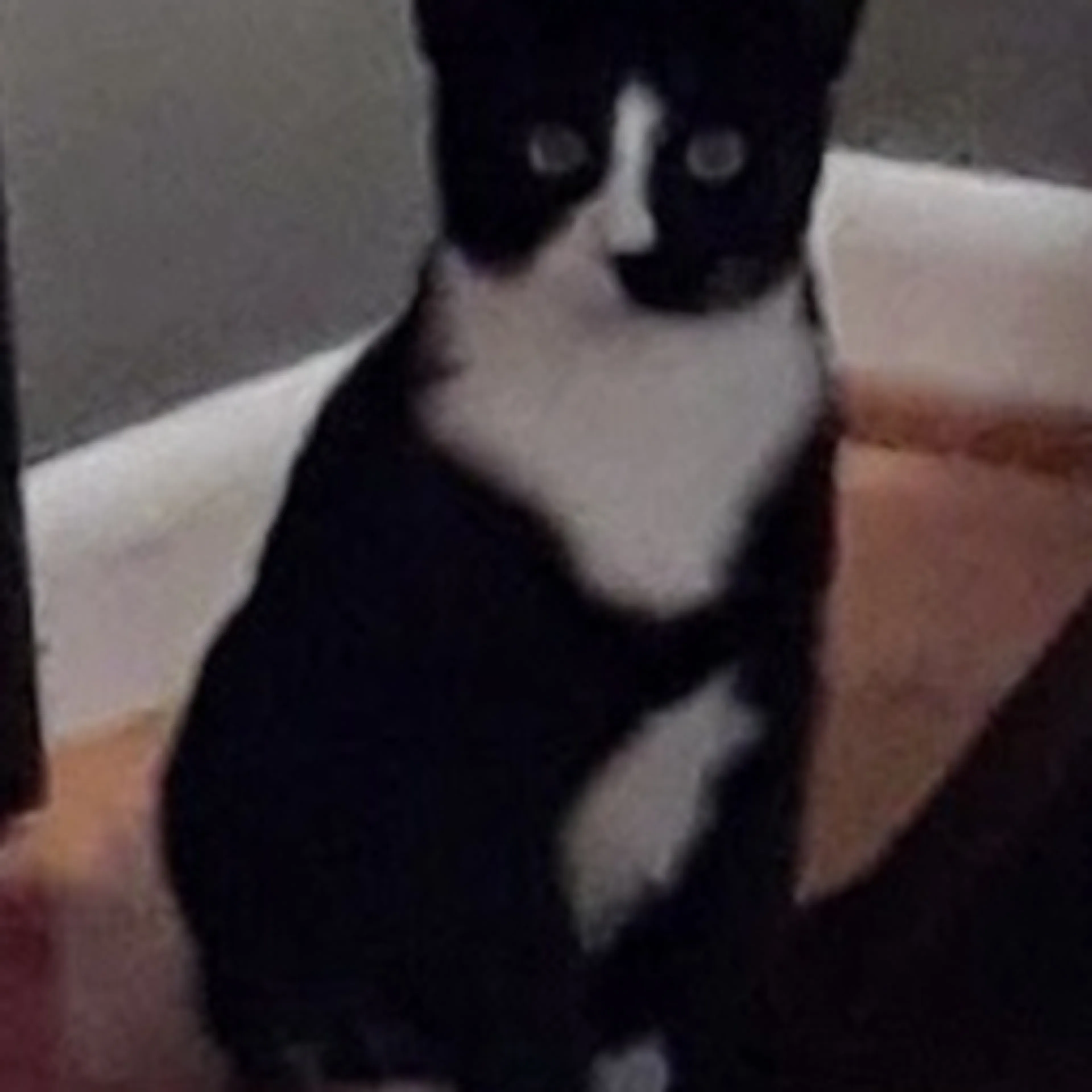 Lost pet-2