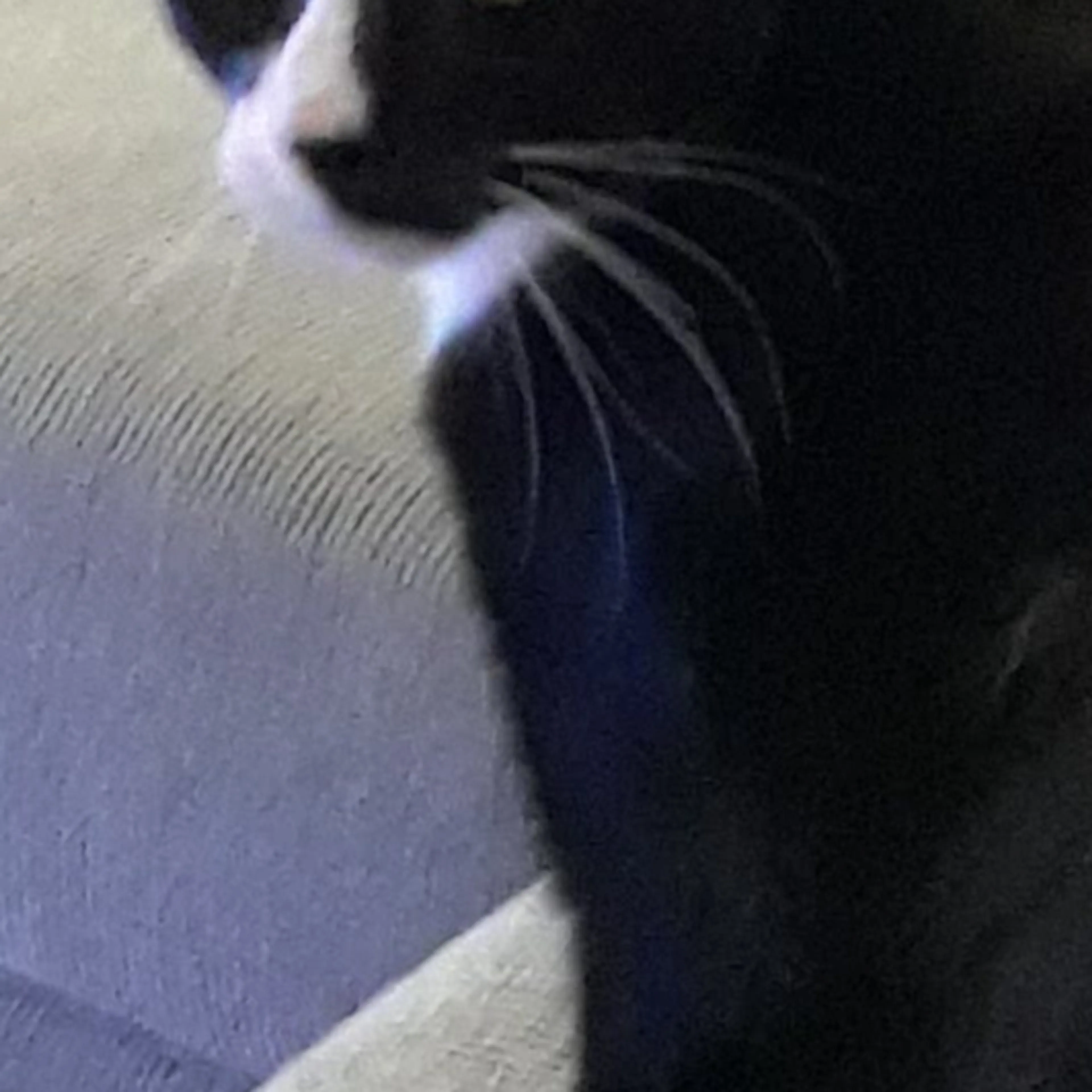 Lost pet-1