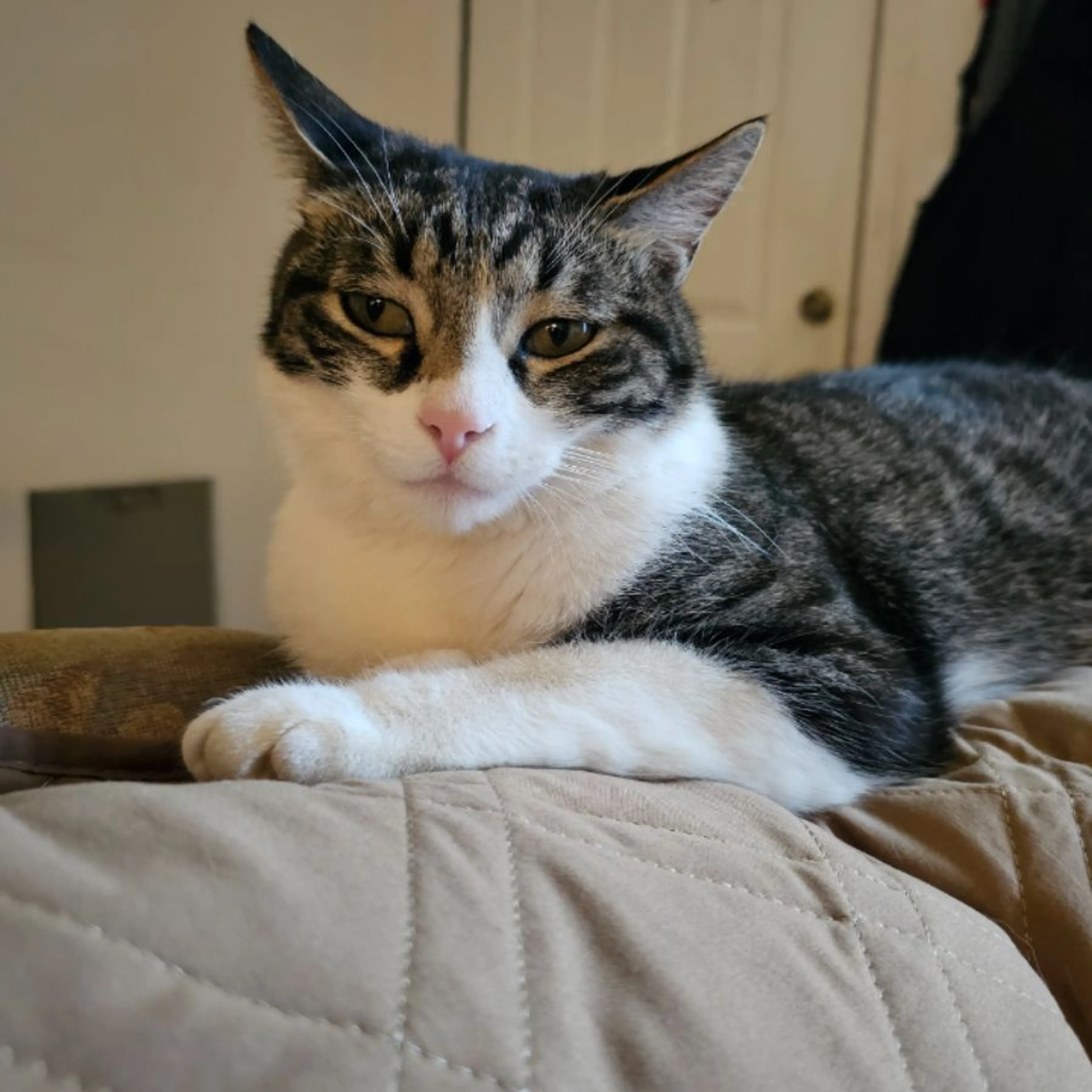 Lost pet
