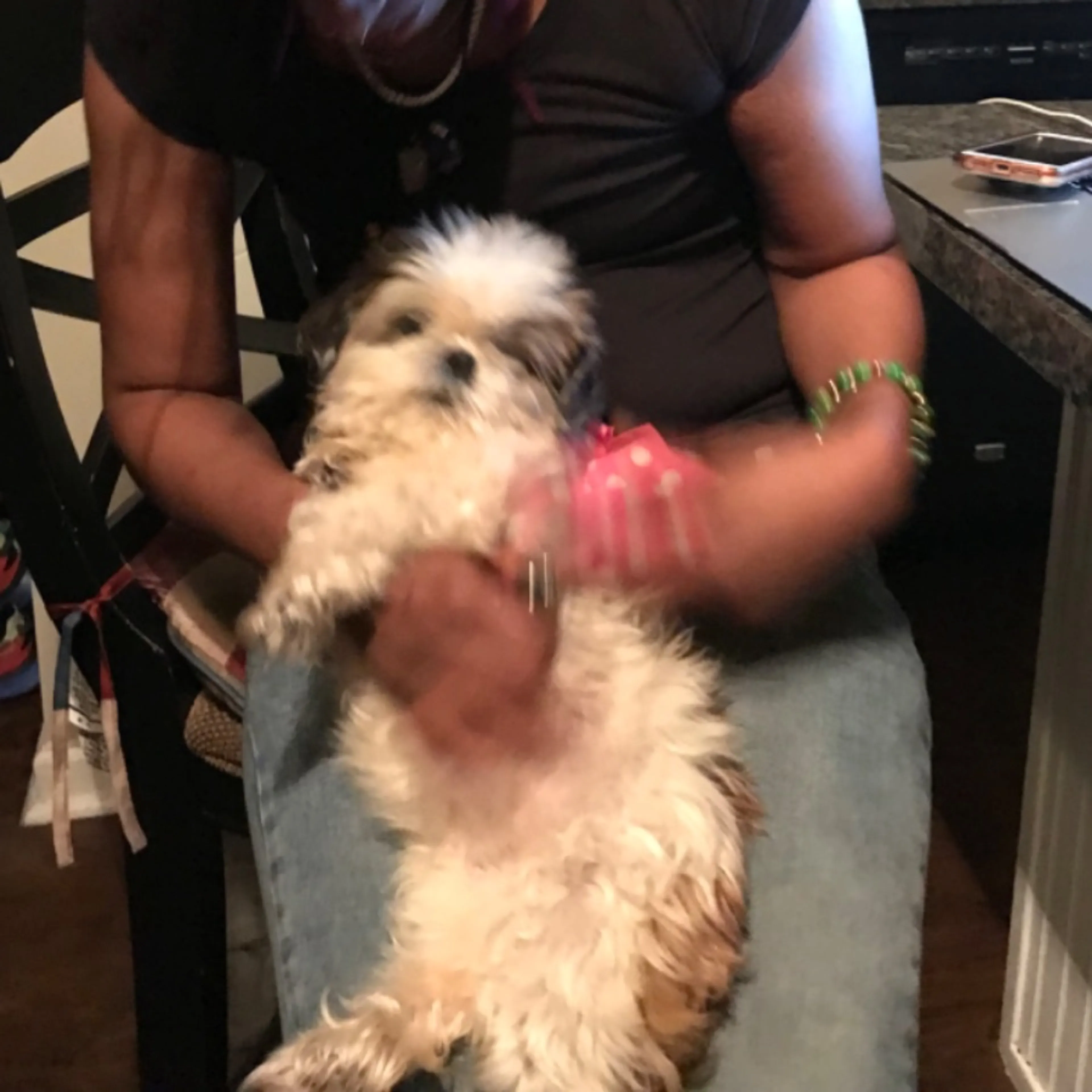 Lost pet