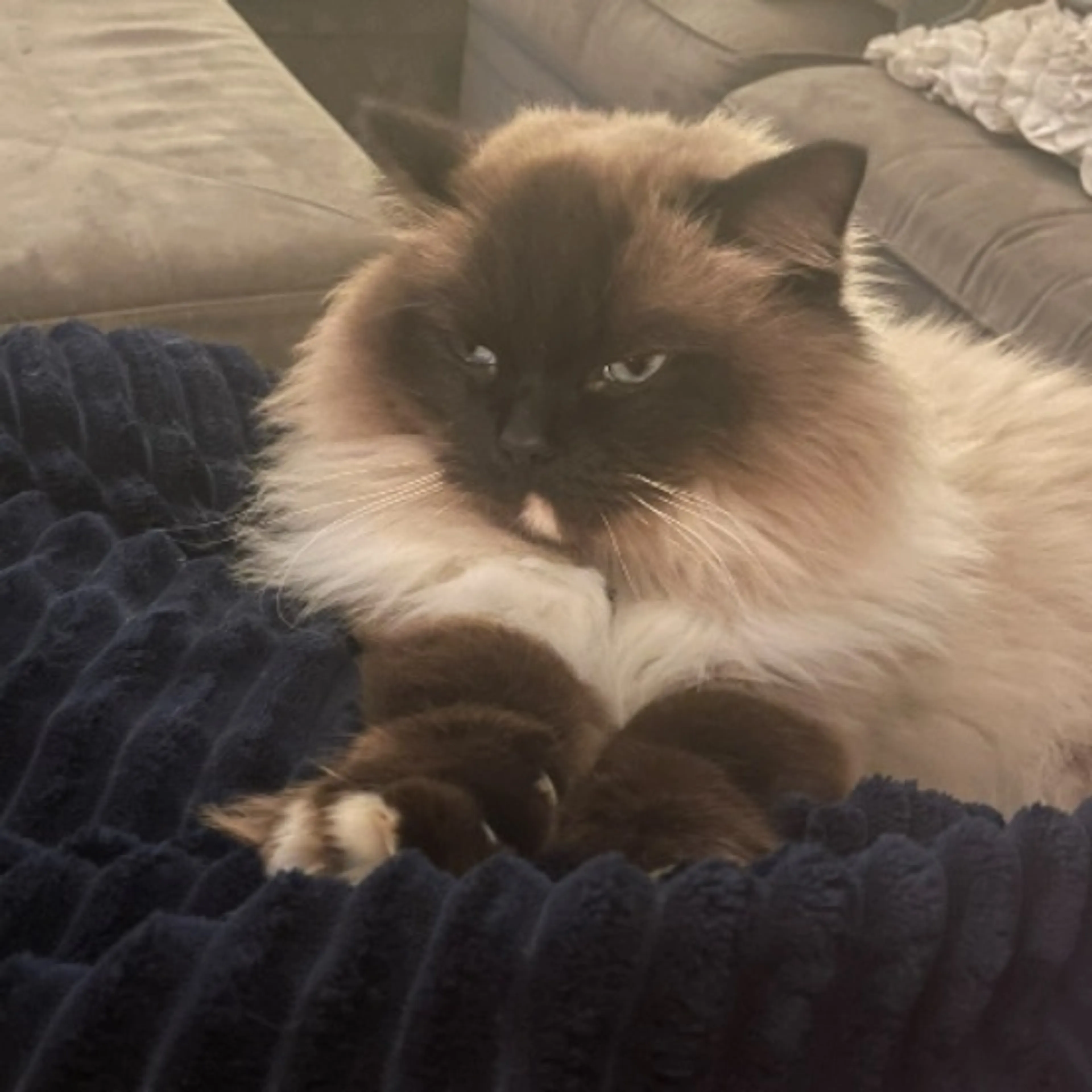 Lost pet
