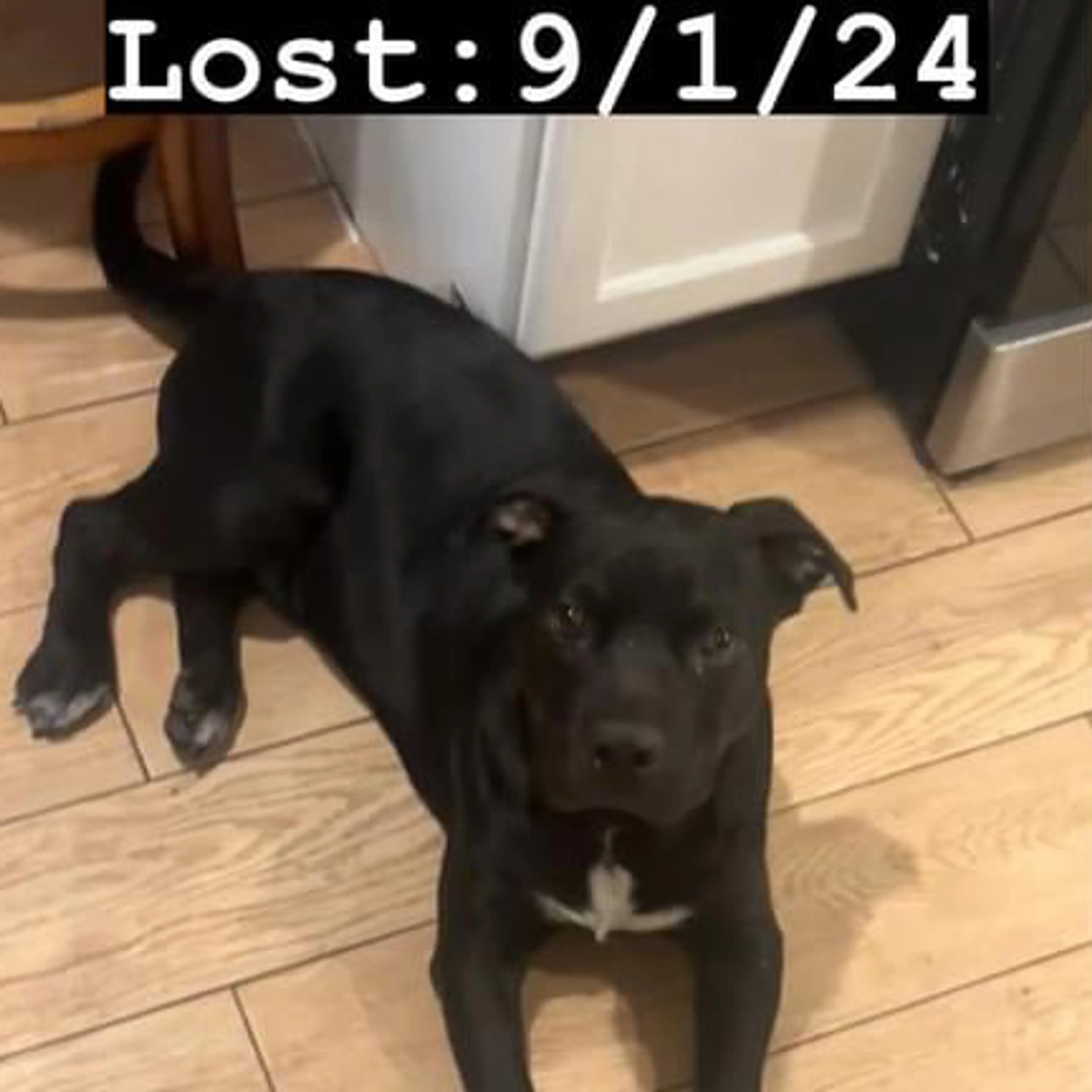 Lost pet-1
