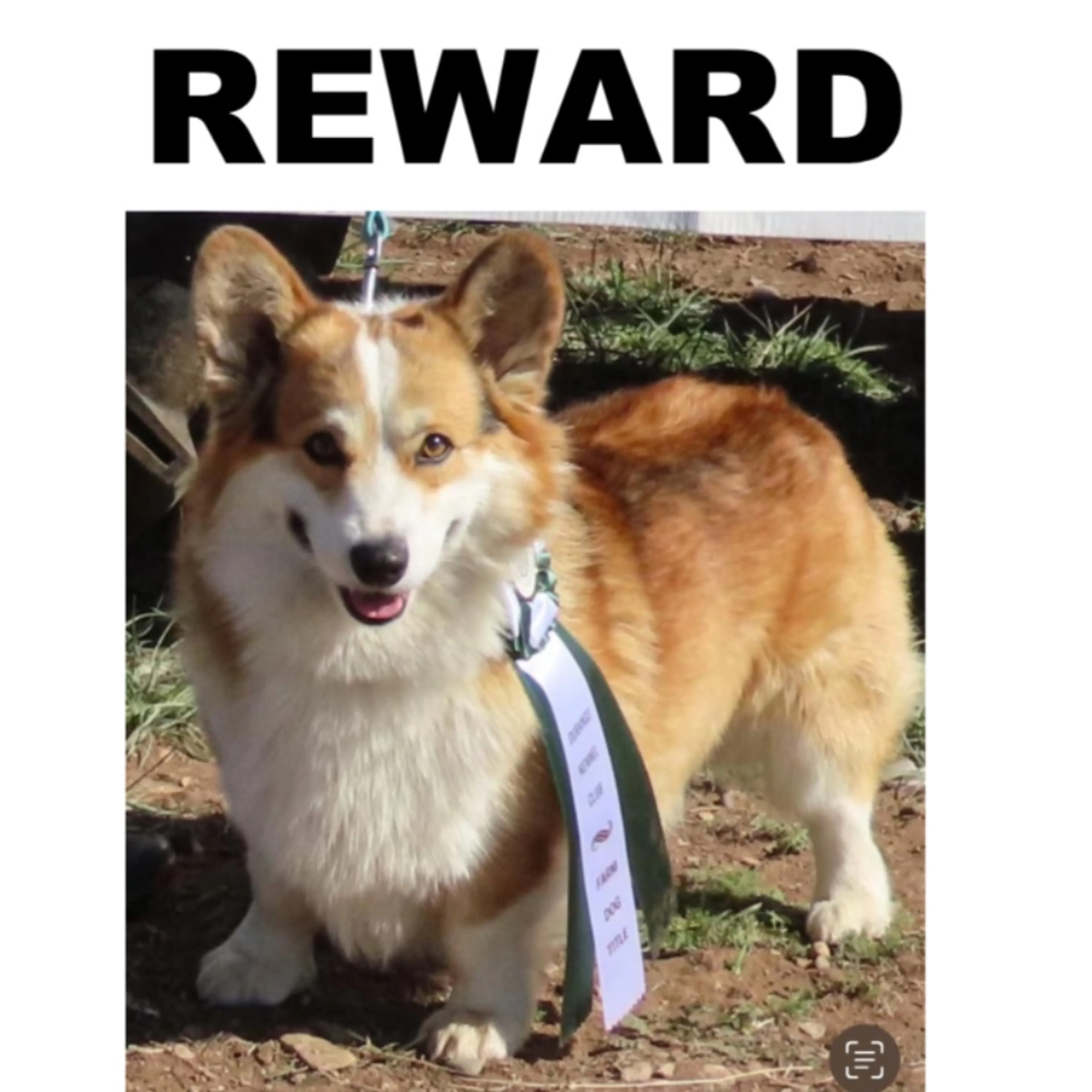 Lost pet