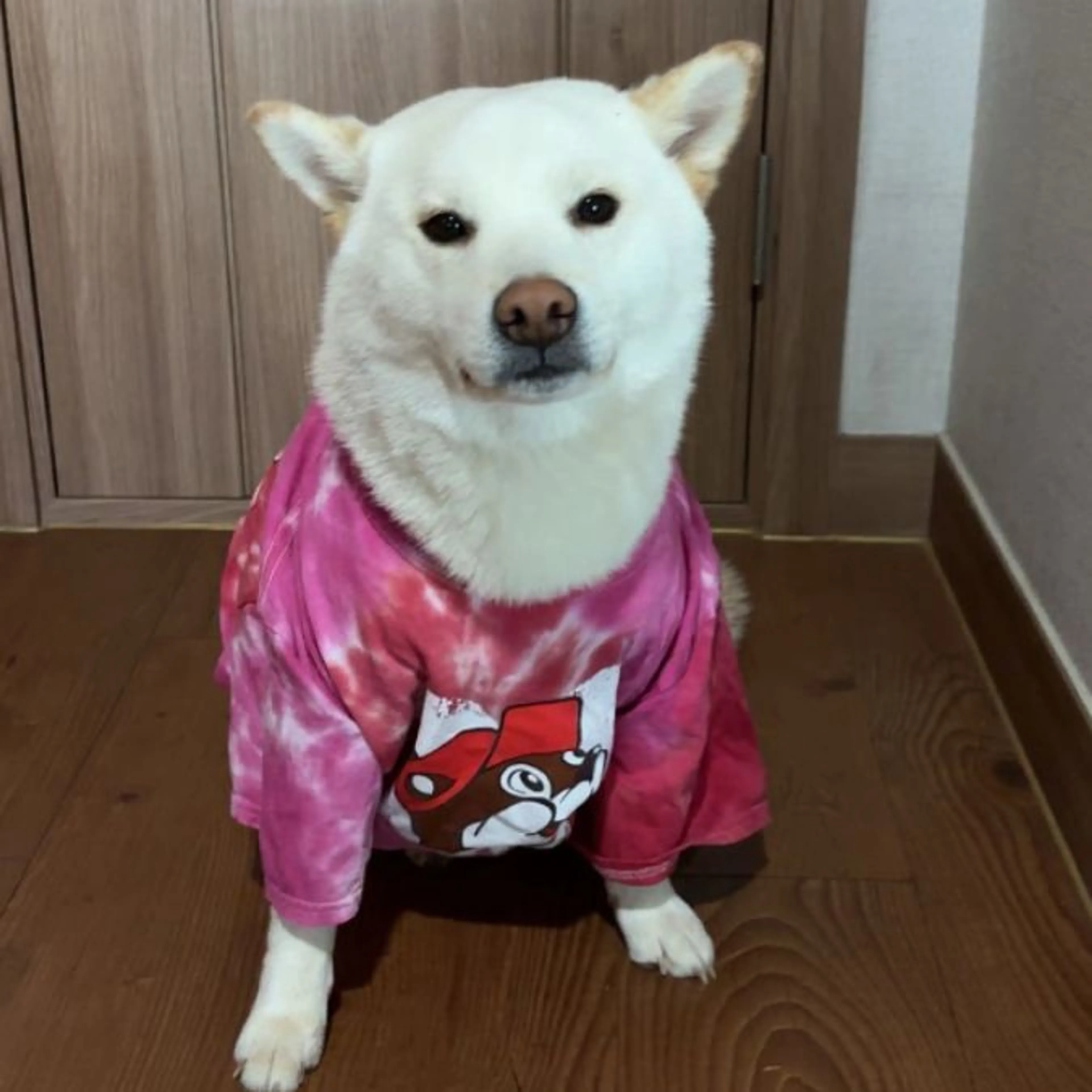 Lost pet