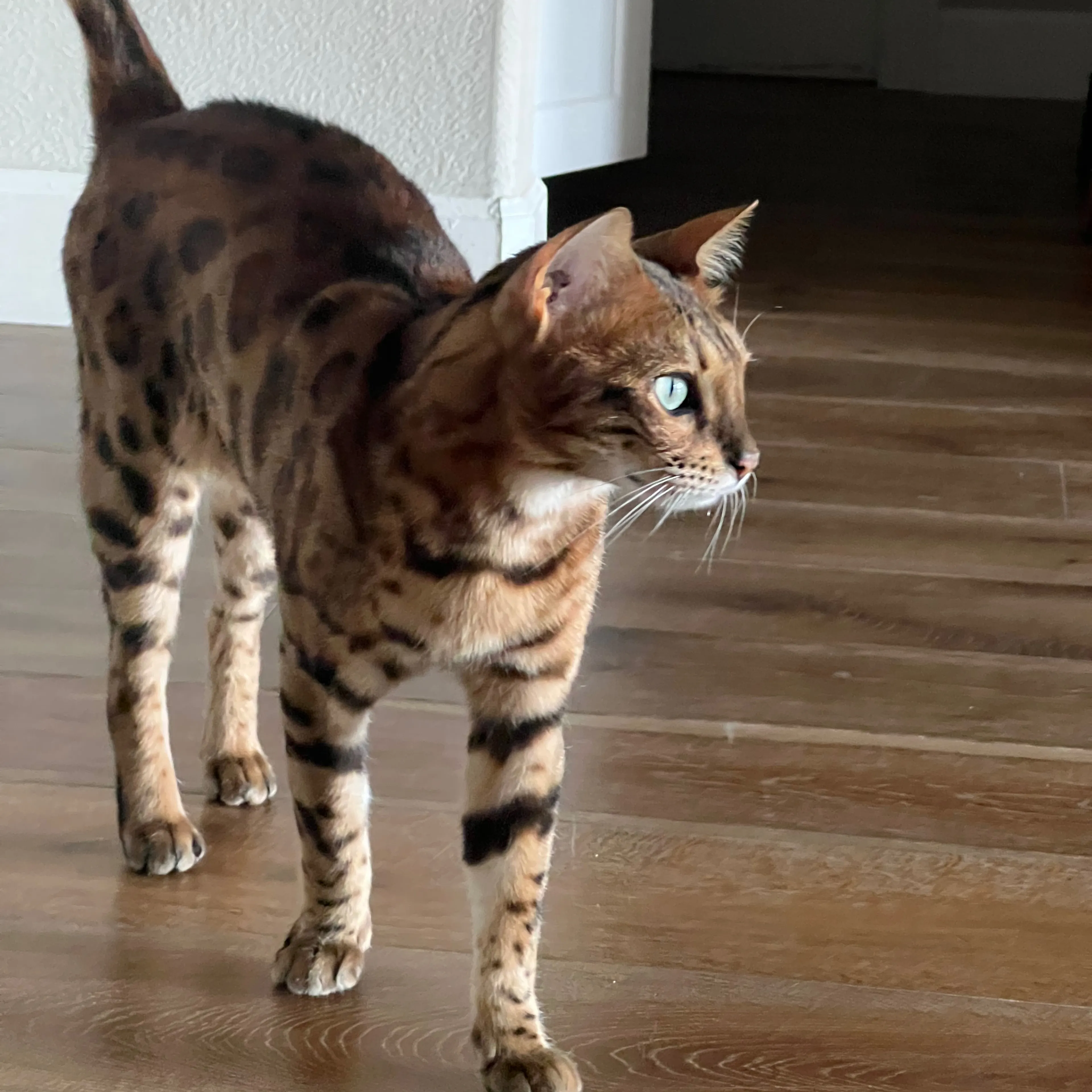Lost pet-3