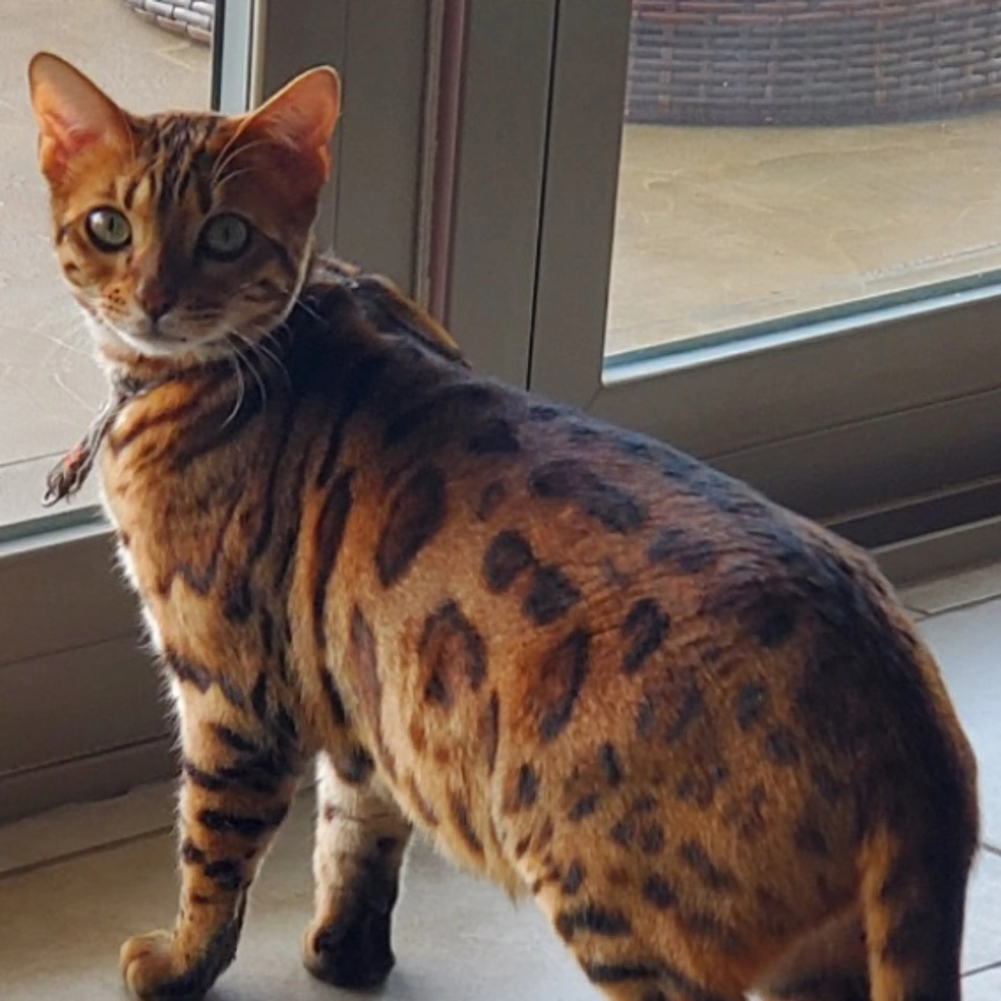 Lost pet-0