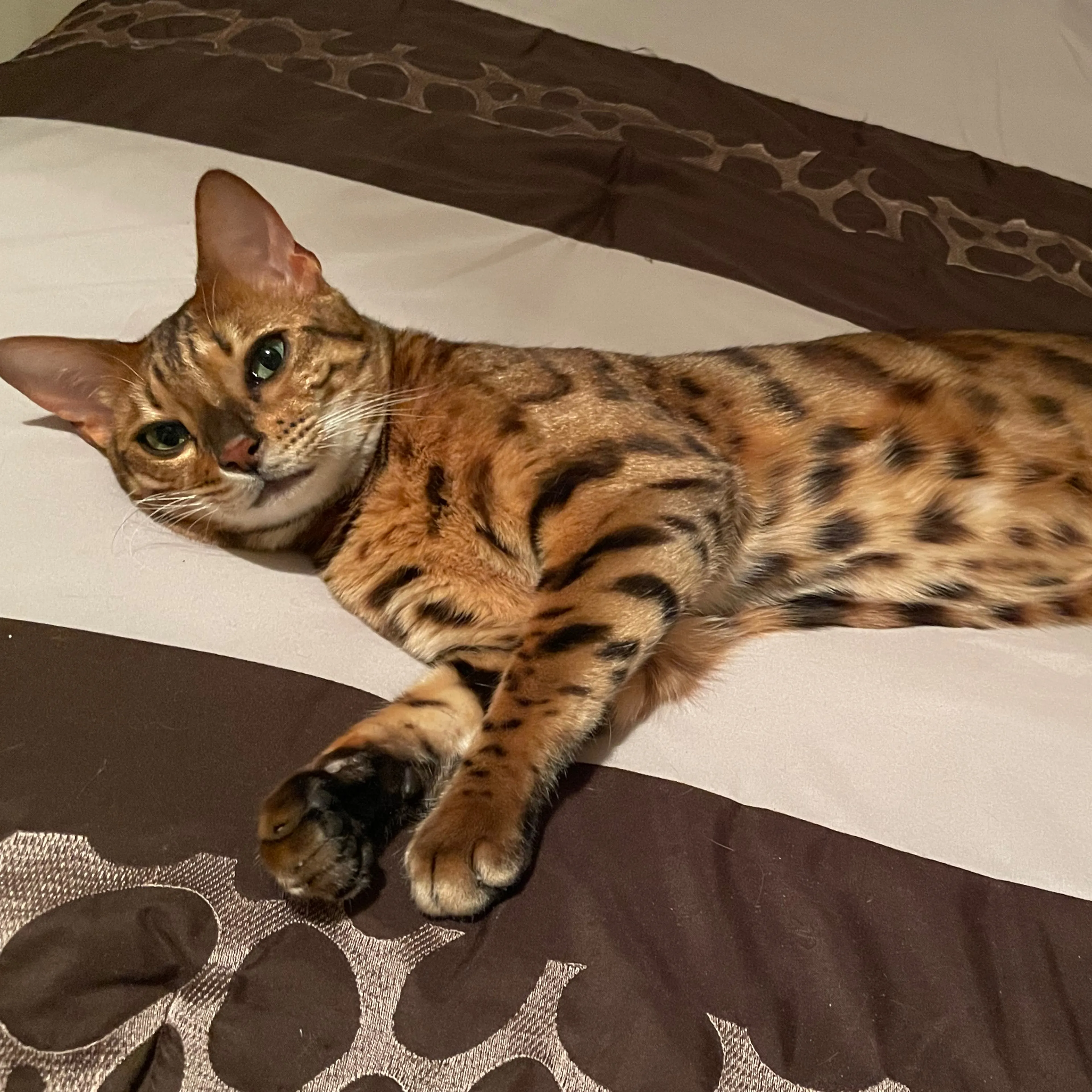 Lost pet-1