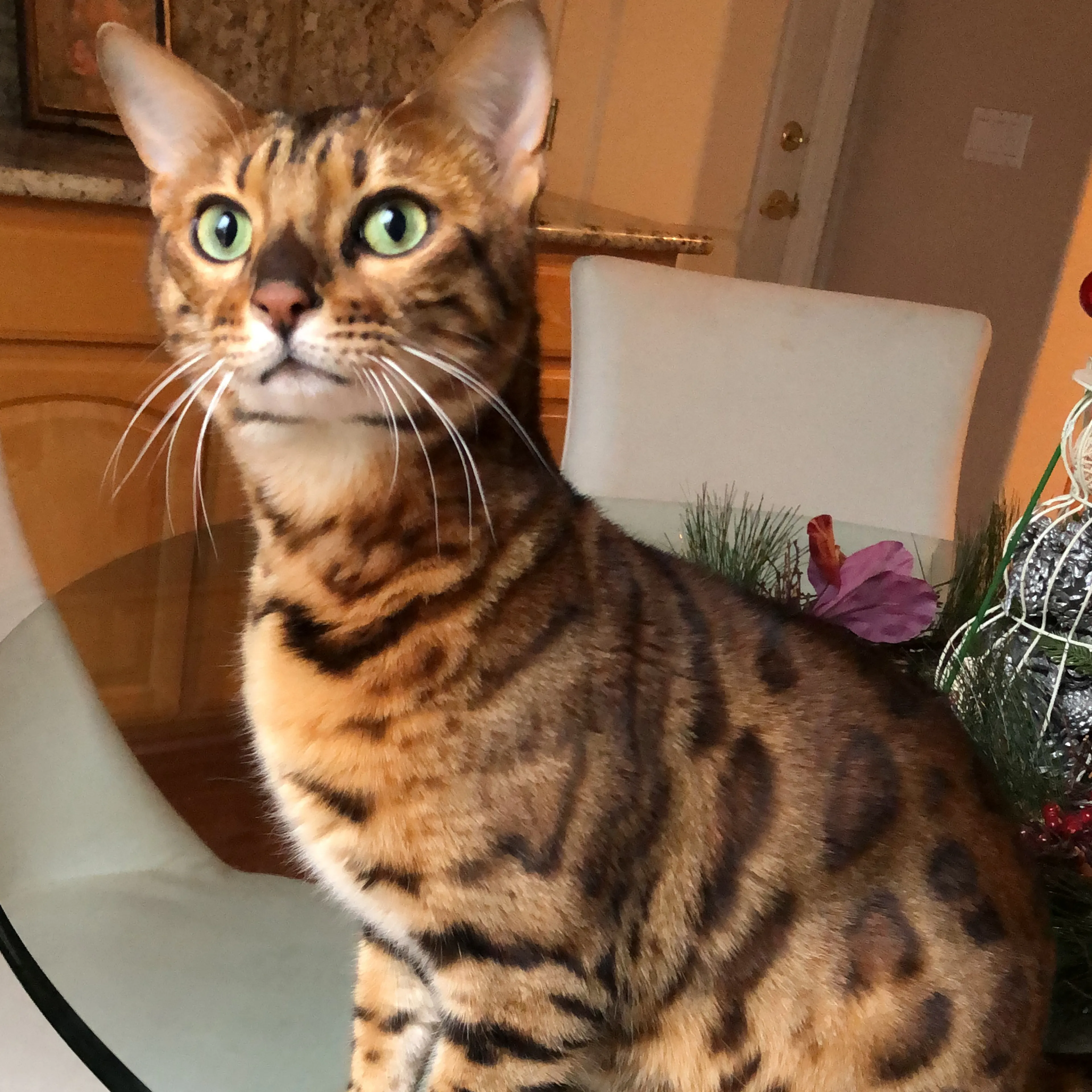 Lost pet-2