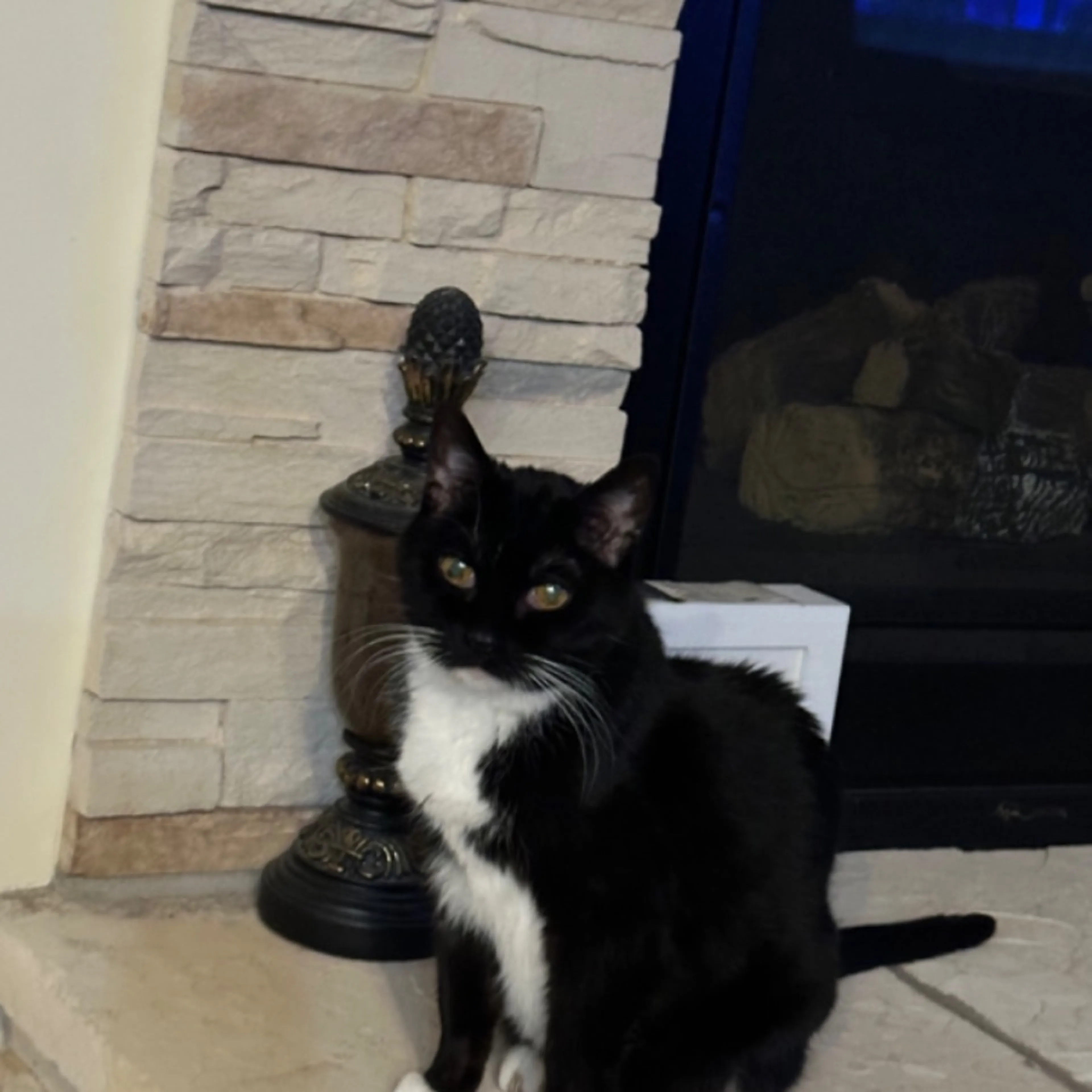 Lost pet