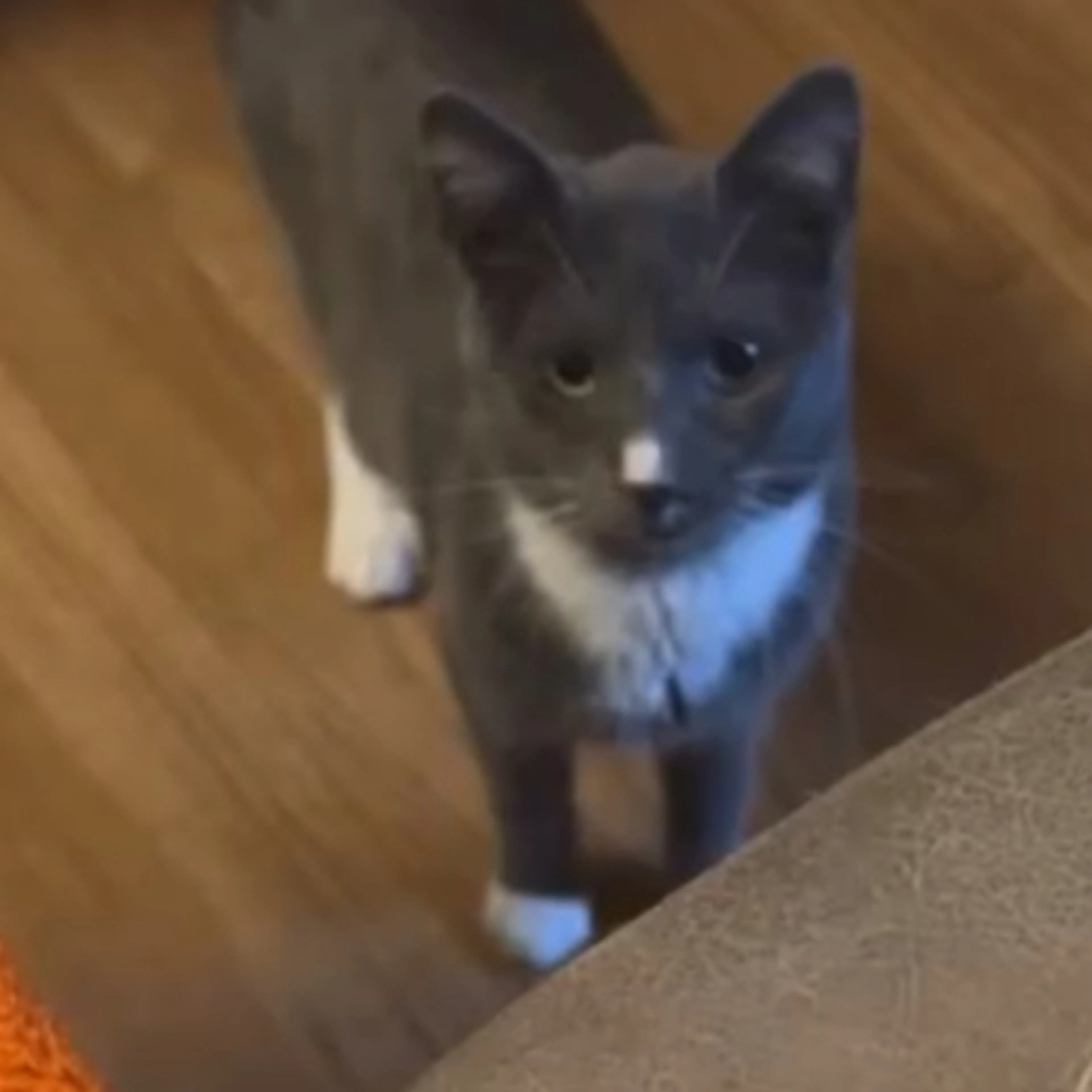 Lost pet-2