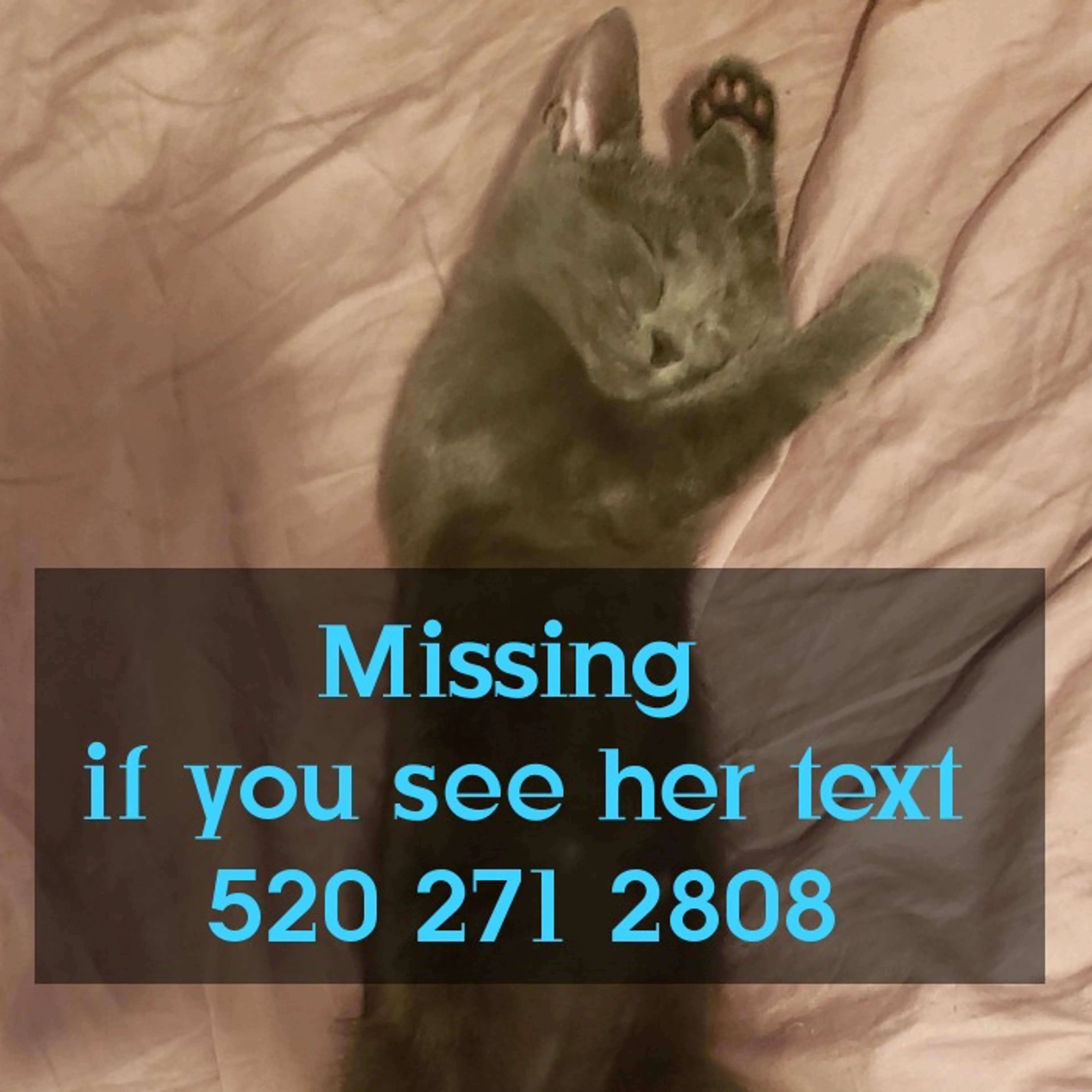 Lost pet-3