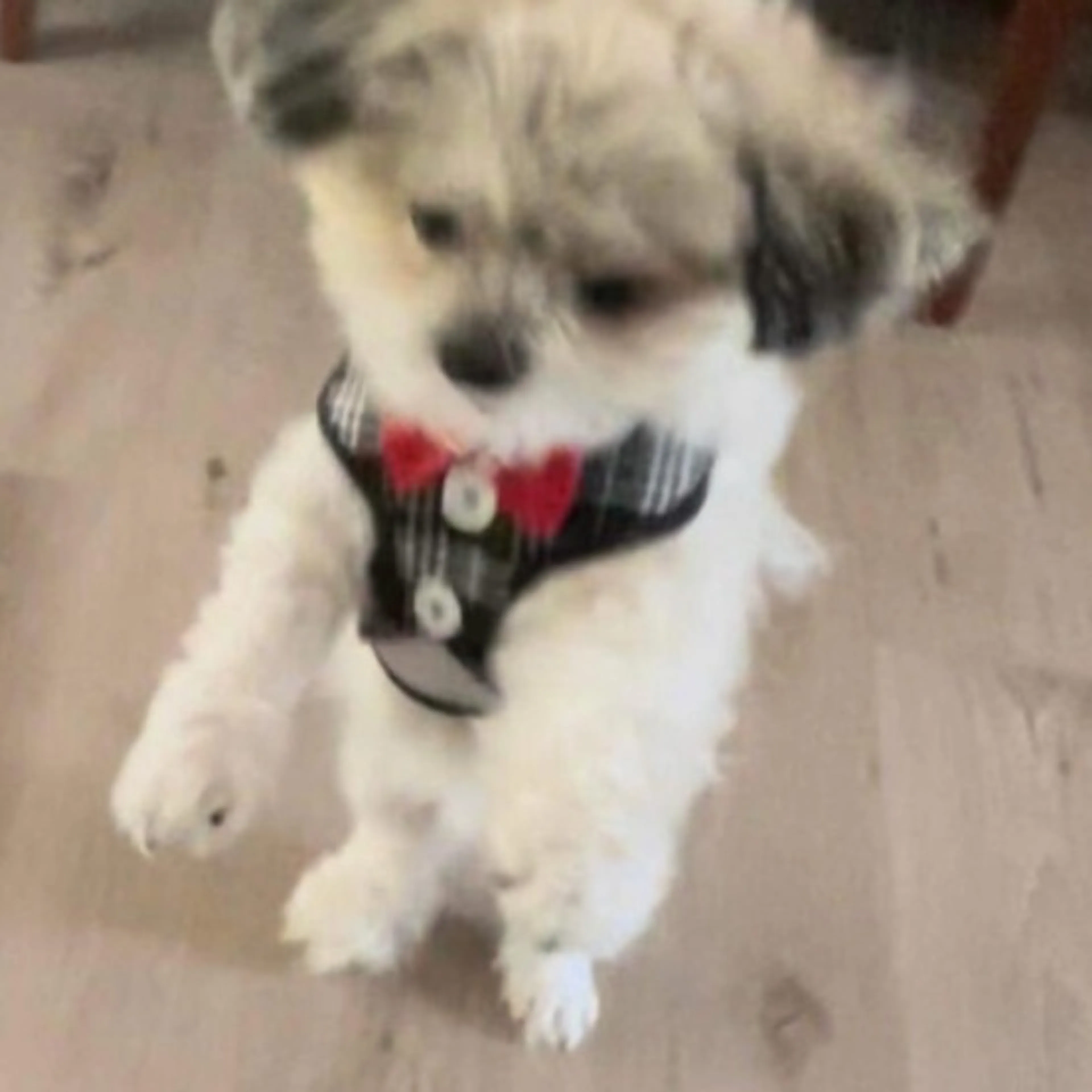 Lost pet