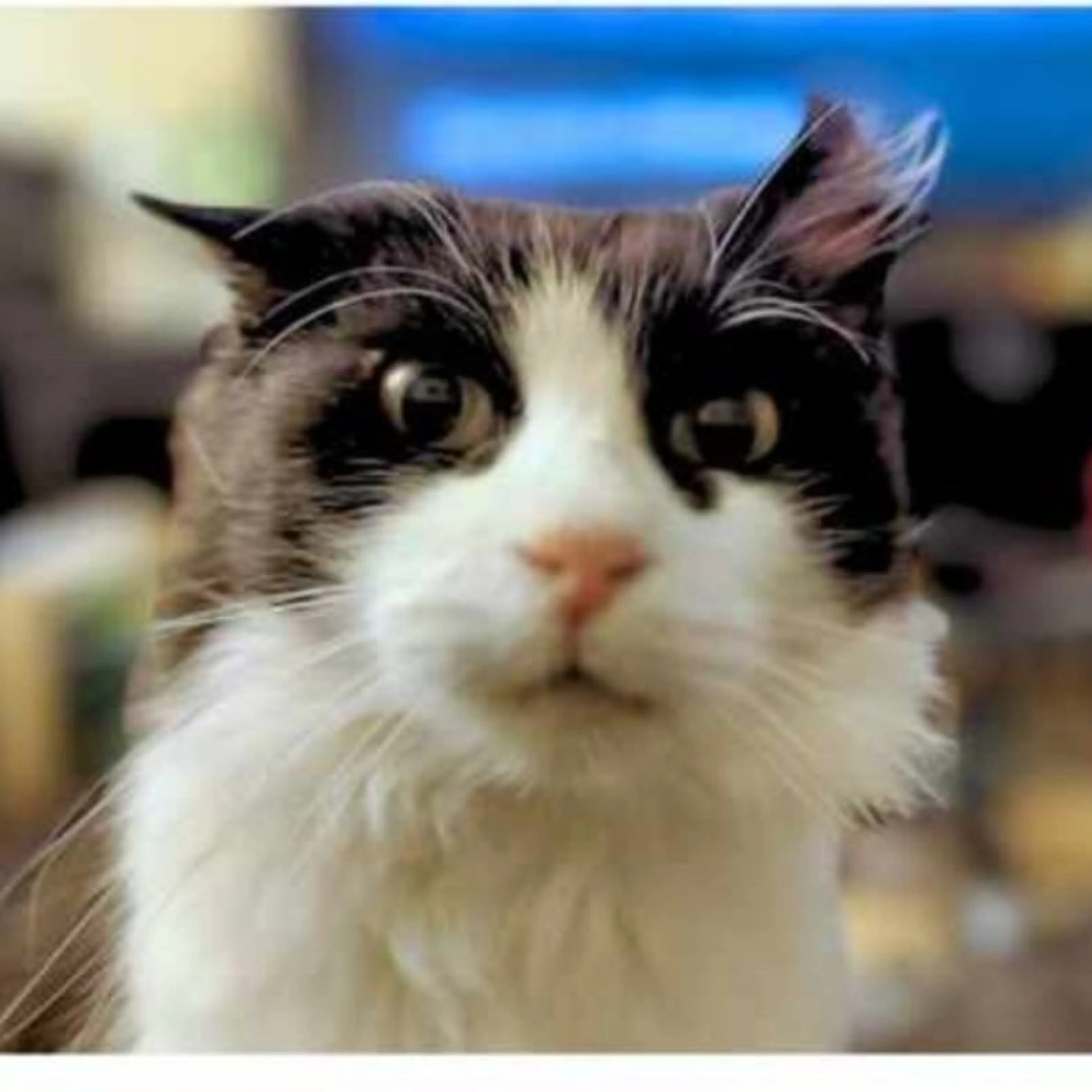 Lost pet-0