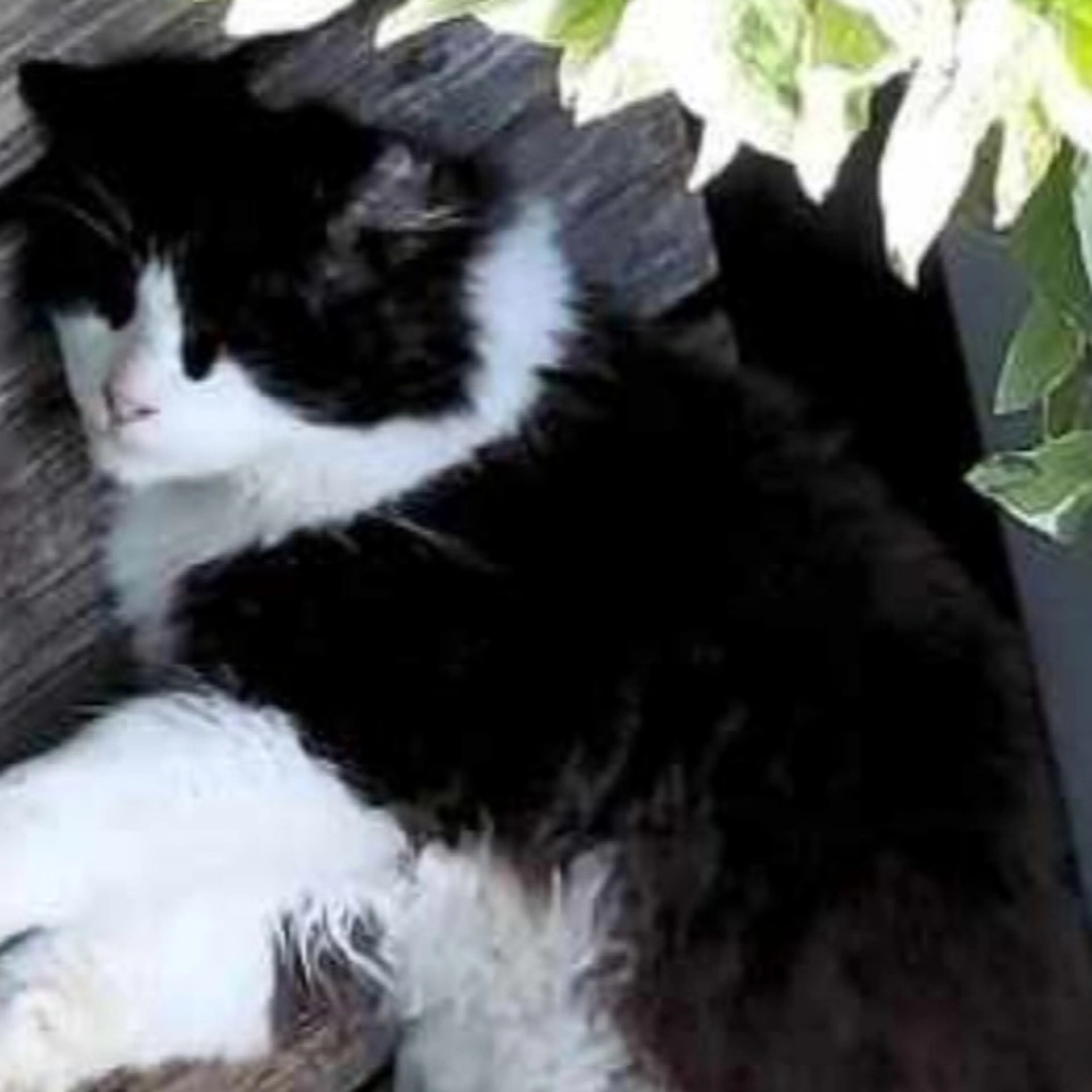 Lost pet-1