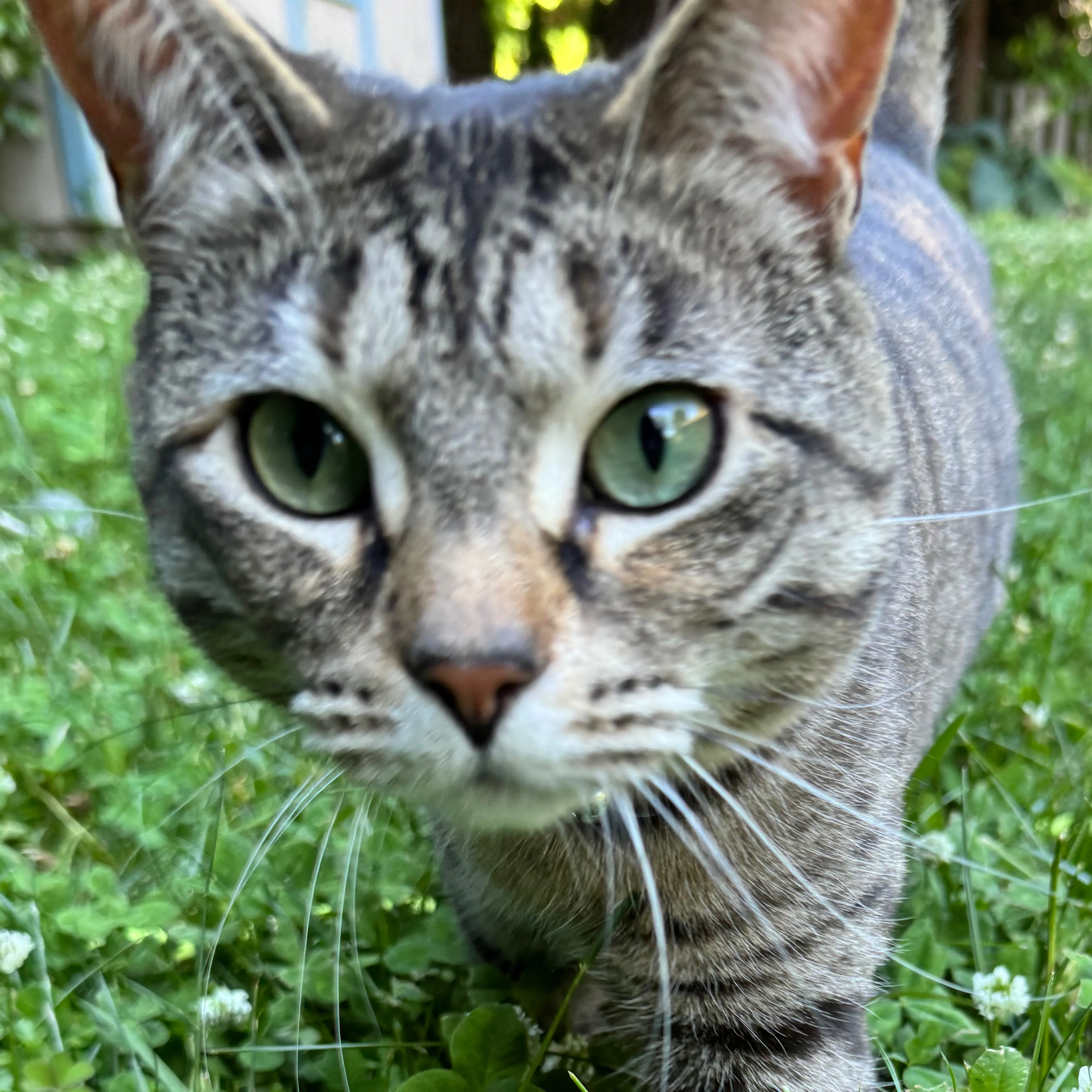 Lost pet-1