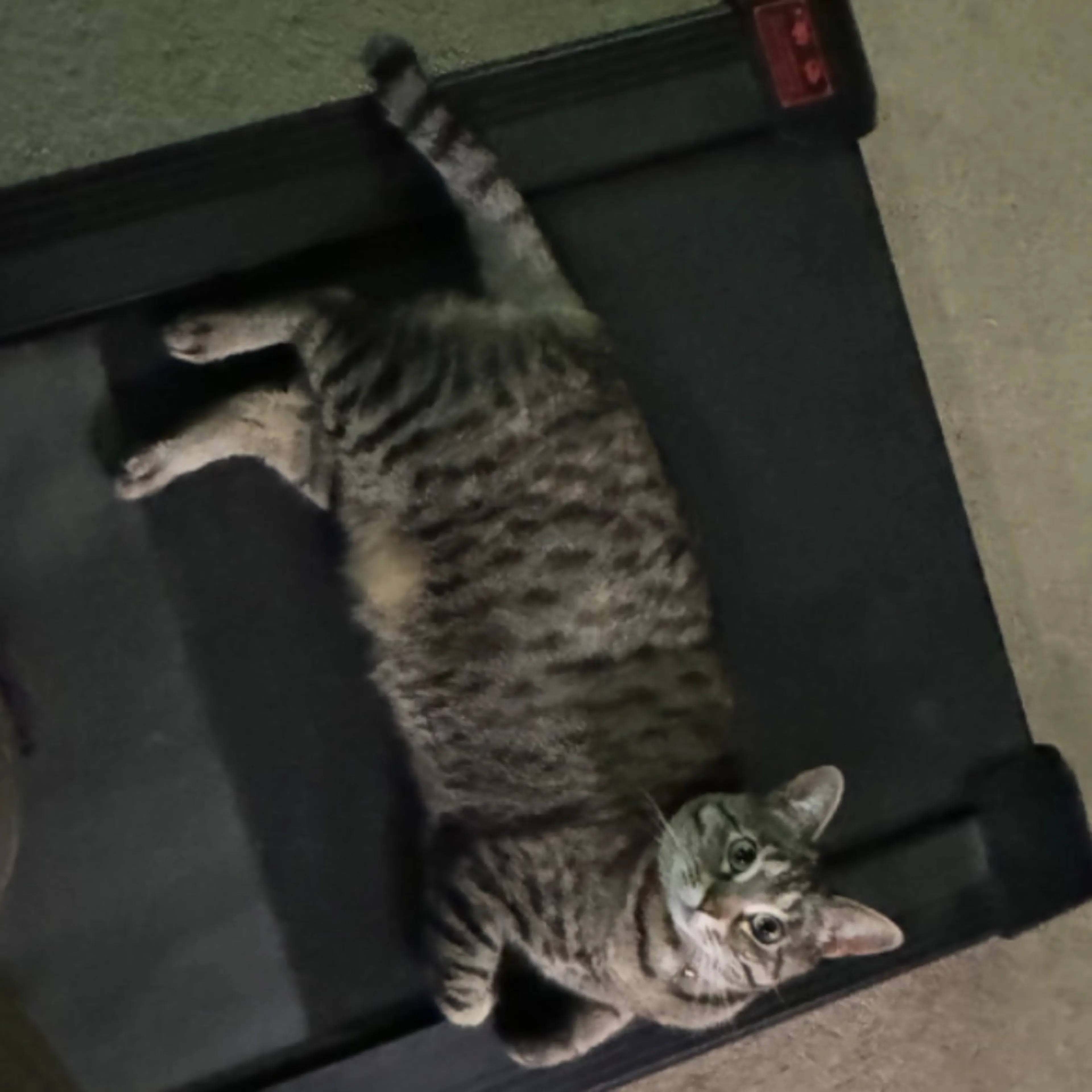 Lost pet-0