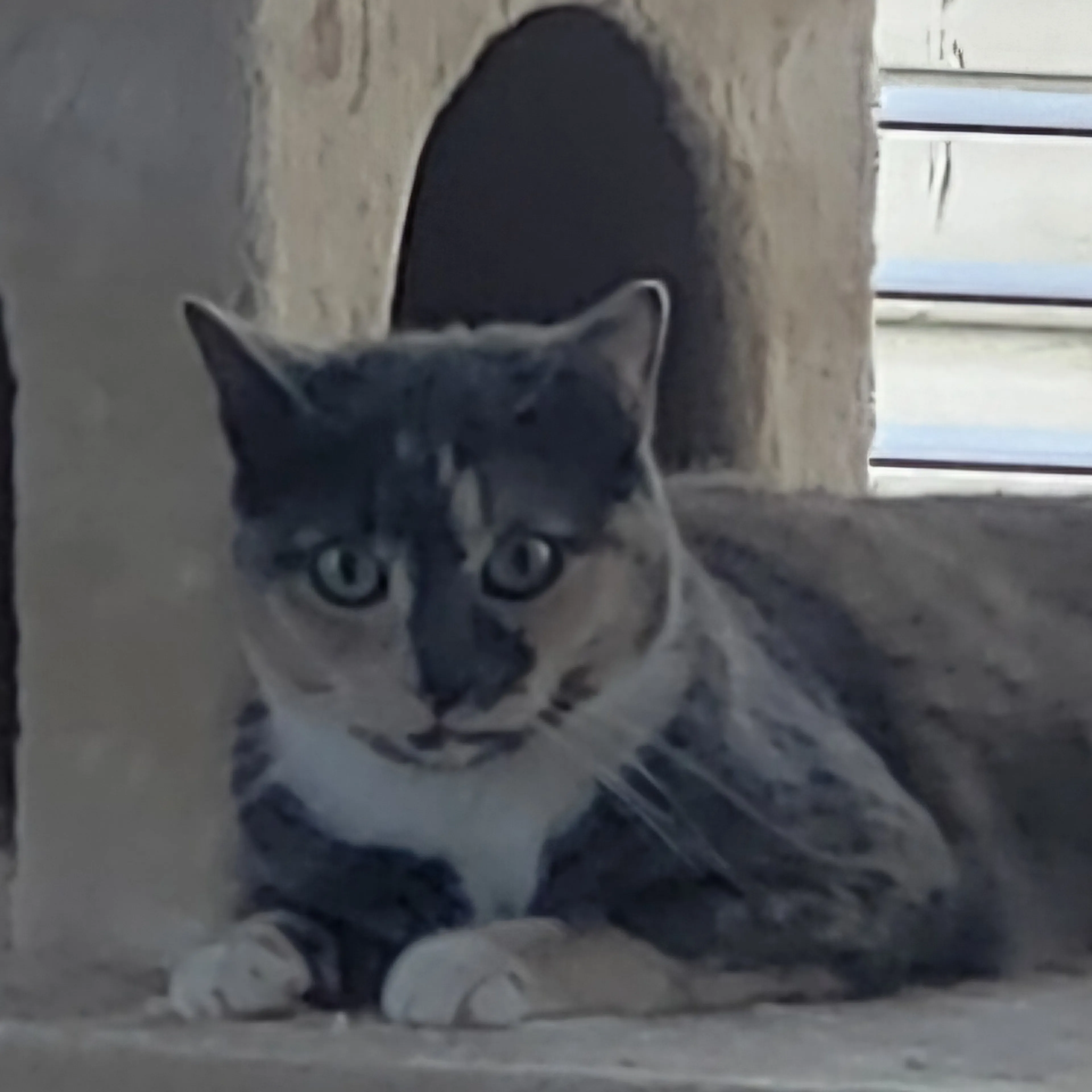 Lost pet-0