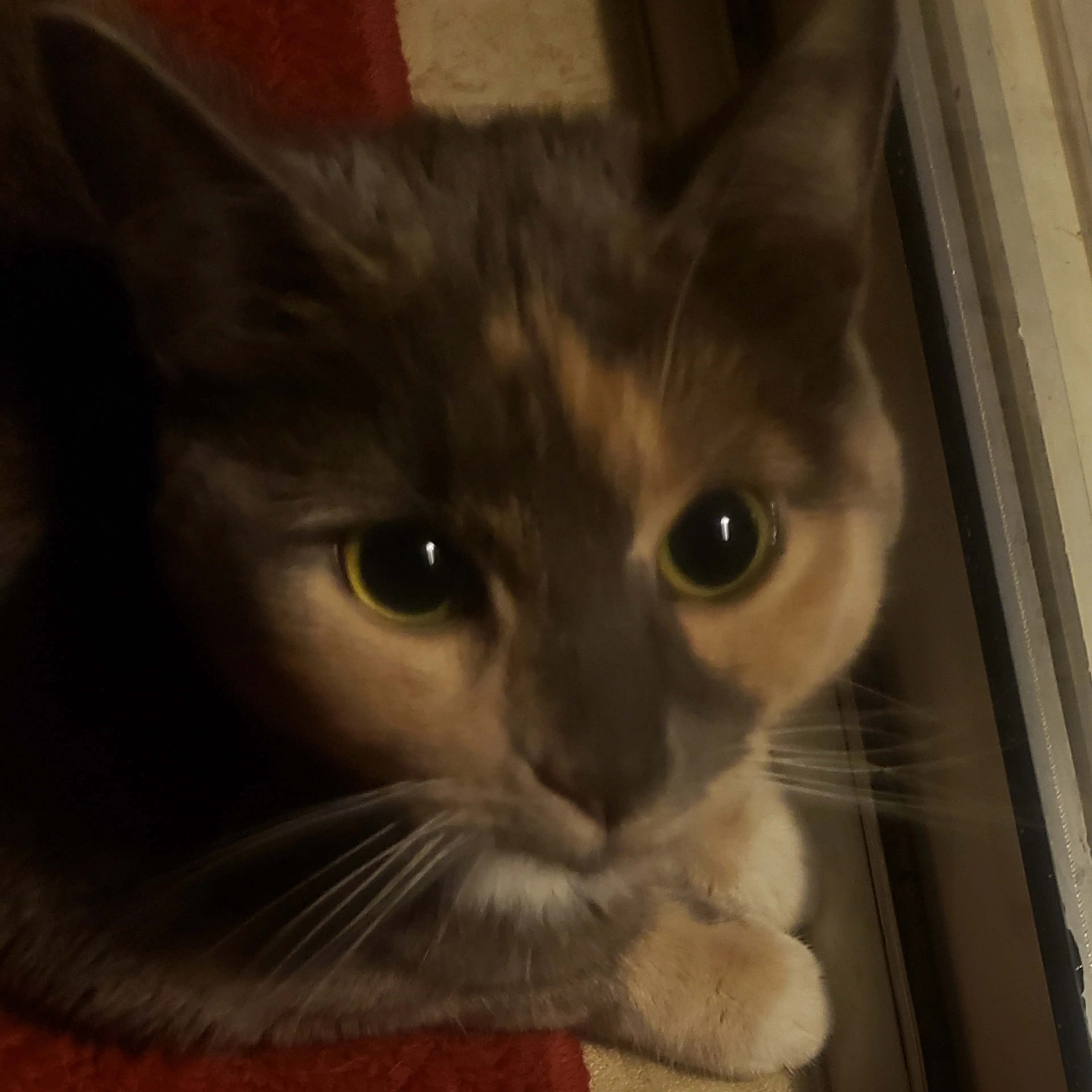 Lost pet-2