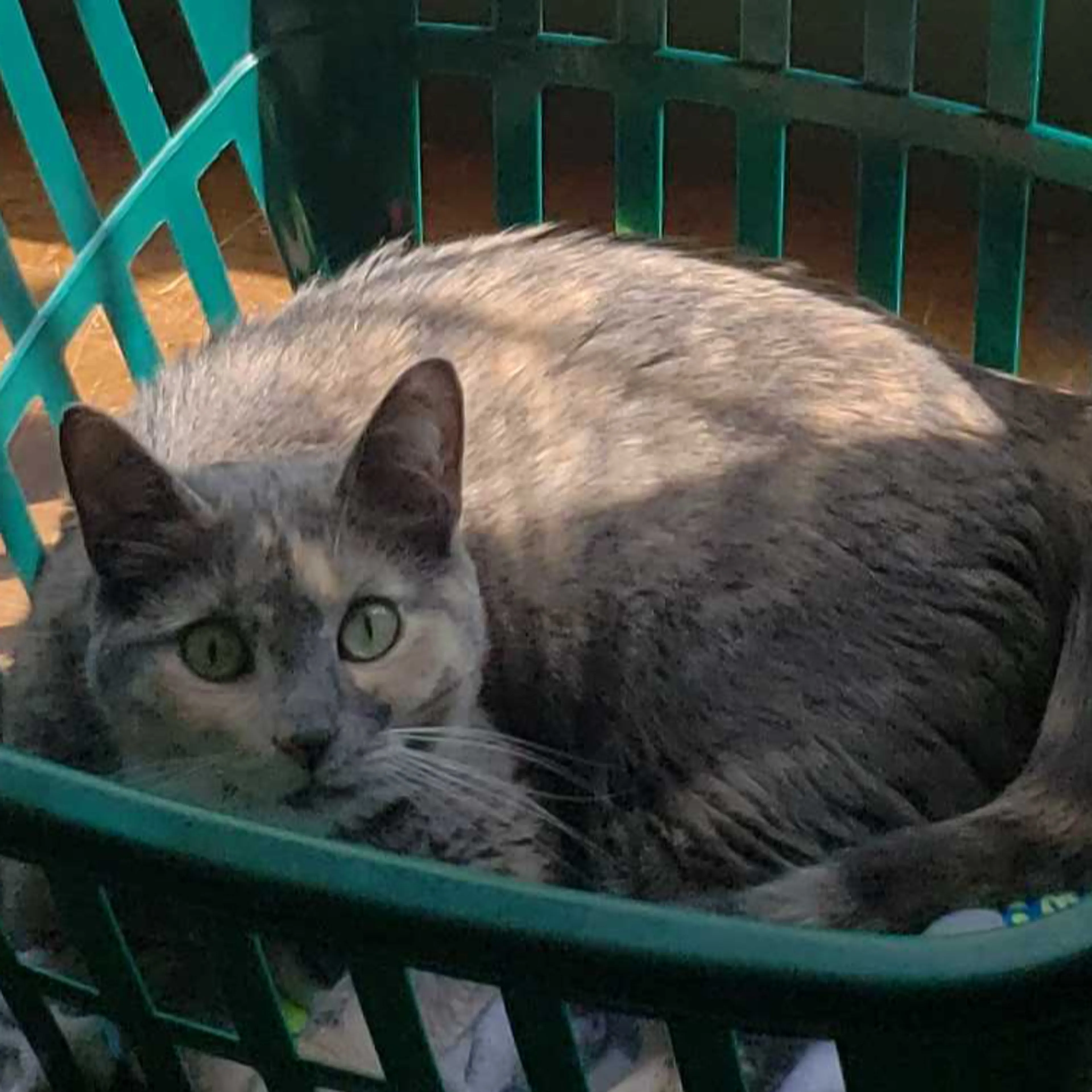 Lost pet-1