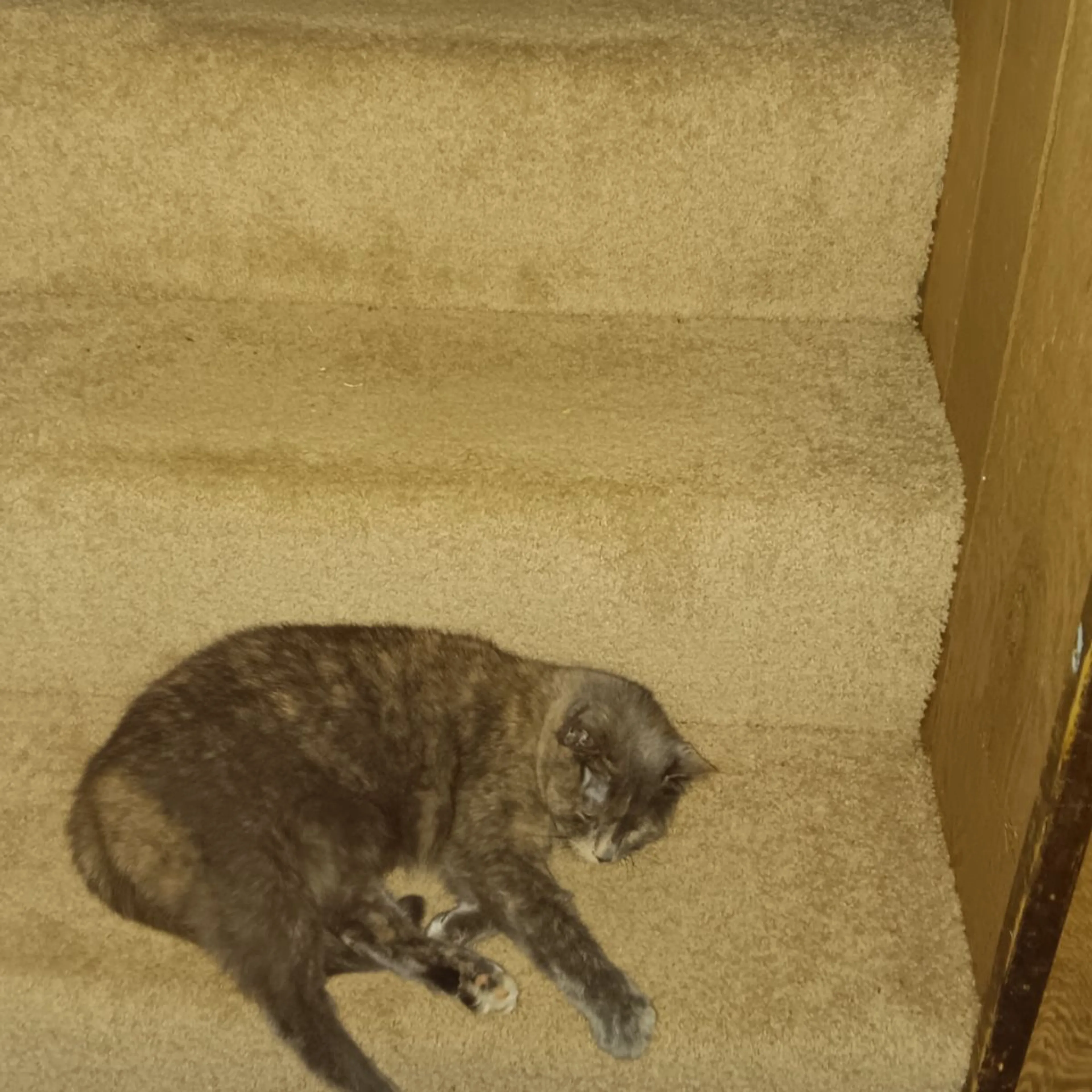 Lost pet