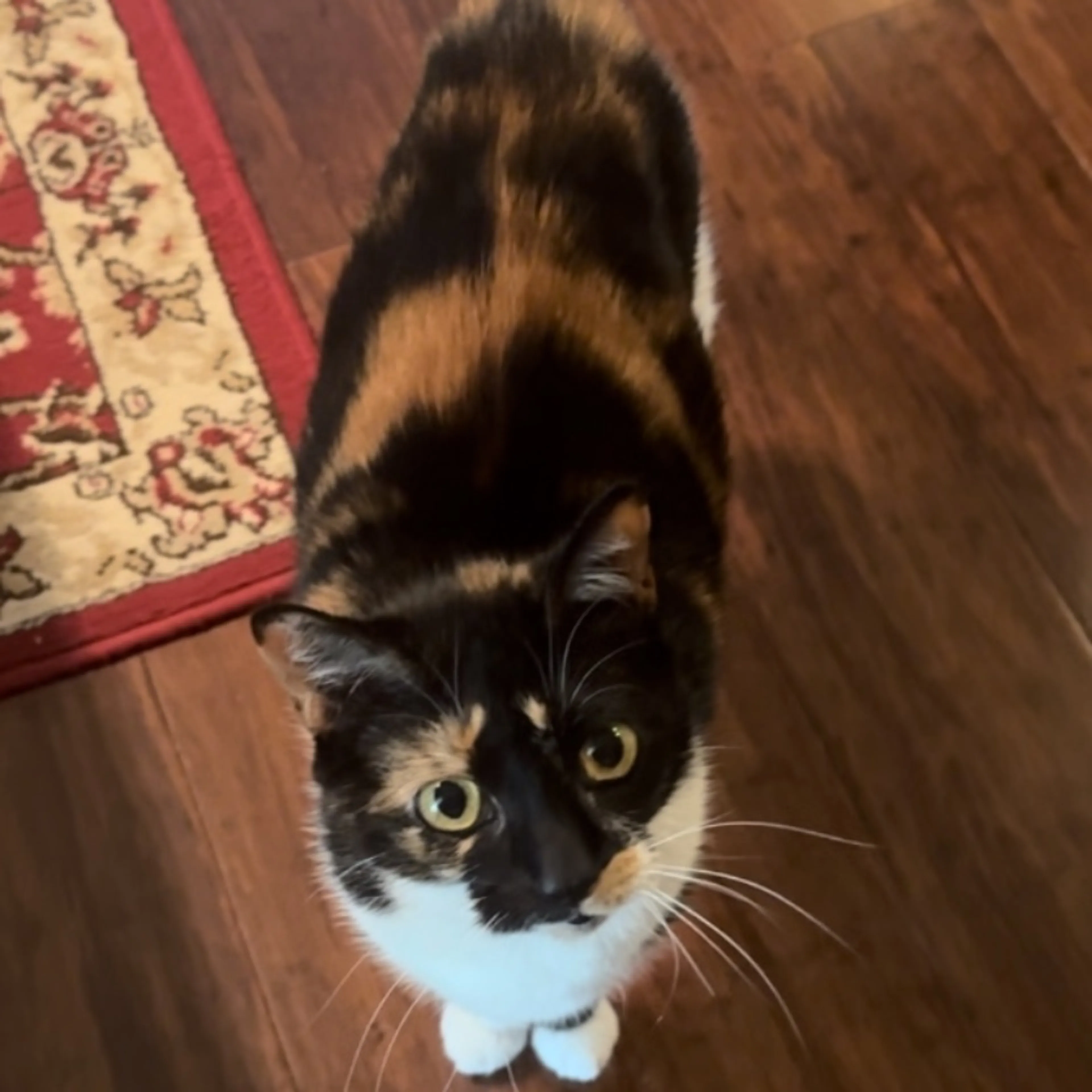 Lost pet