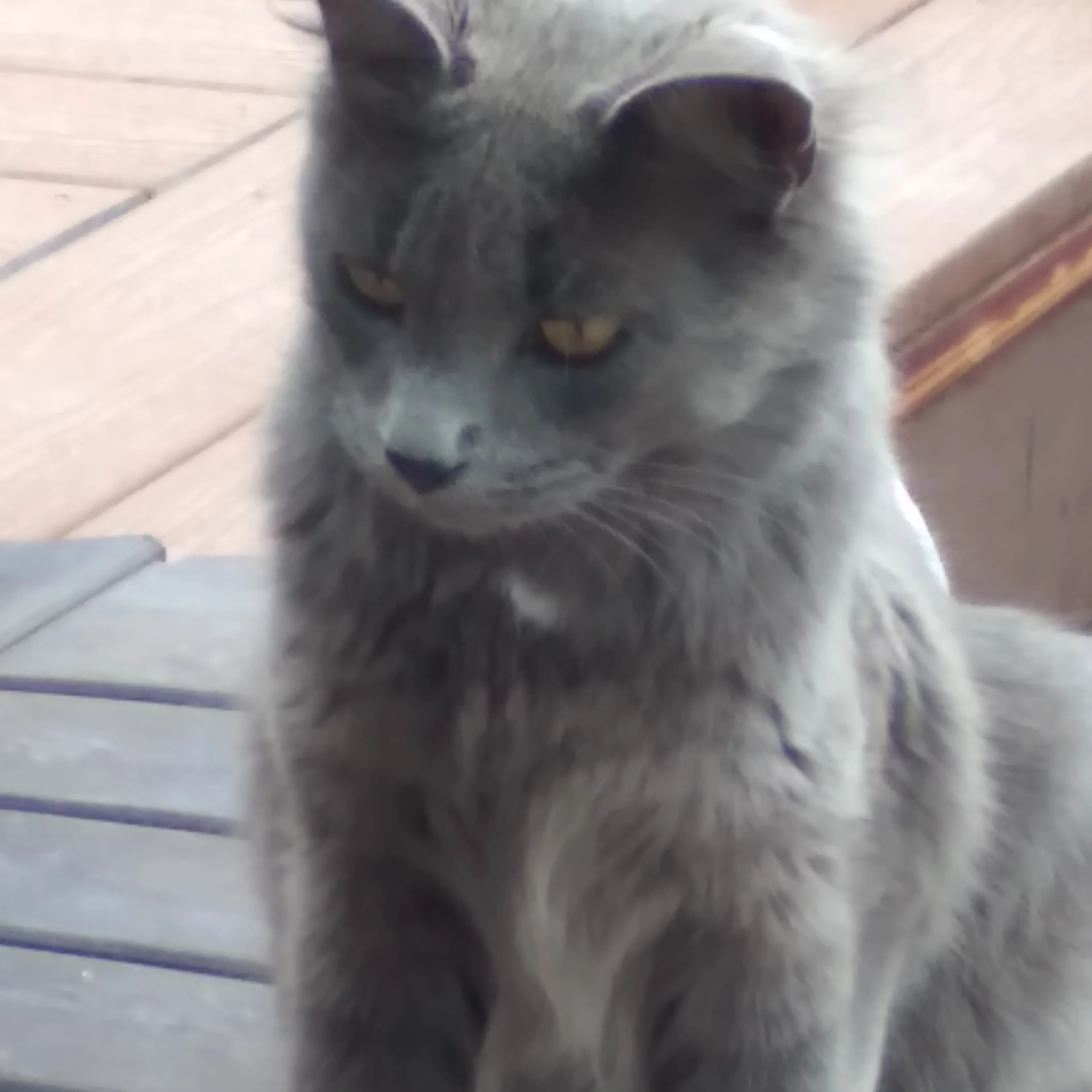 Lost pet-3