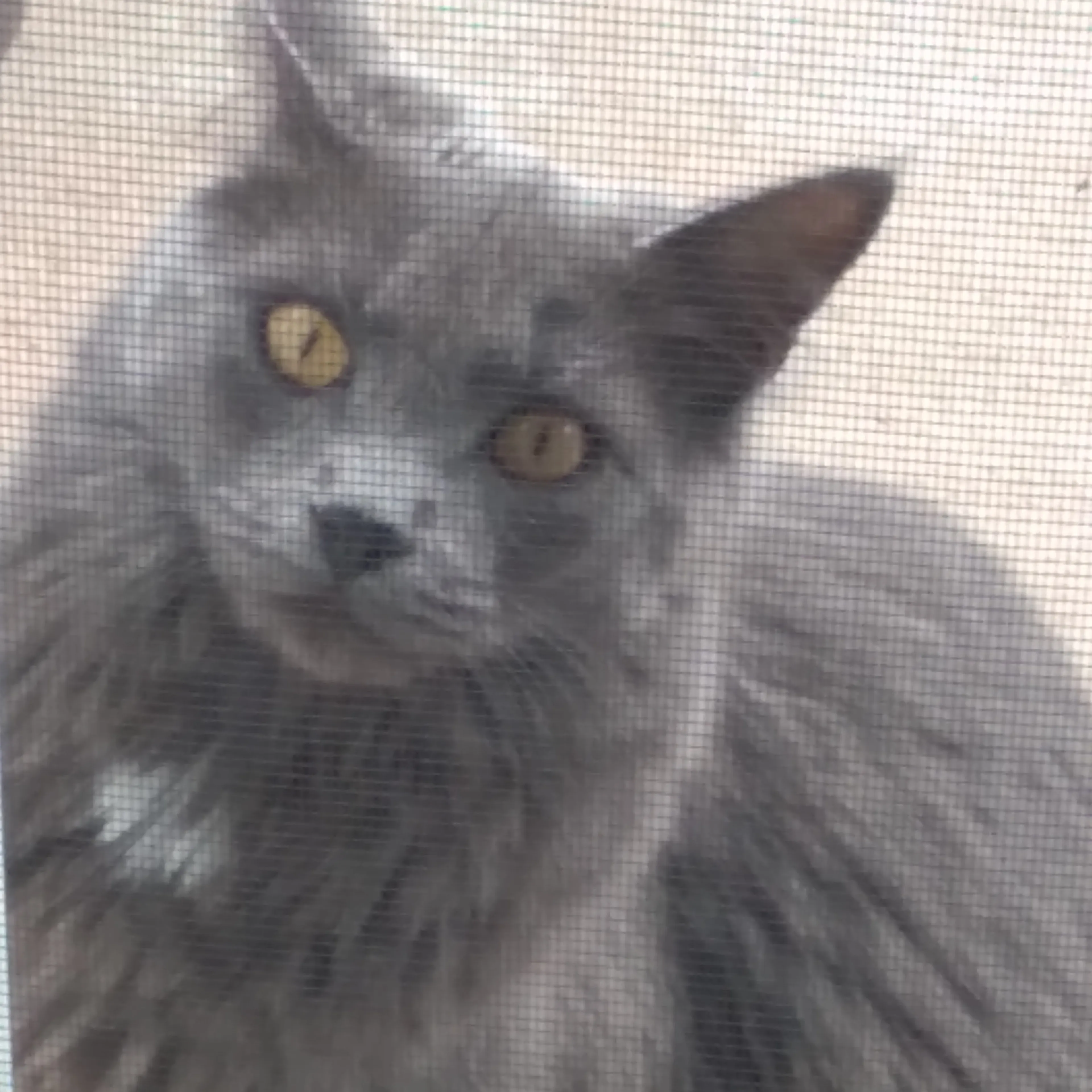 Lost pet-1