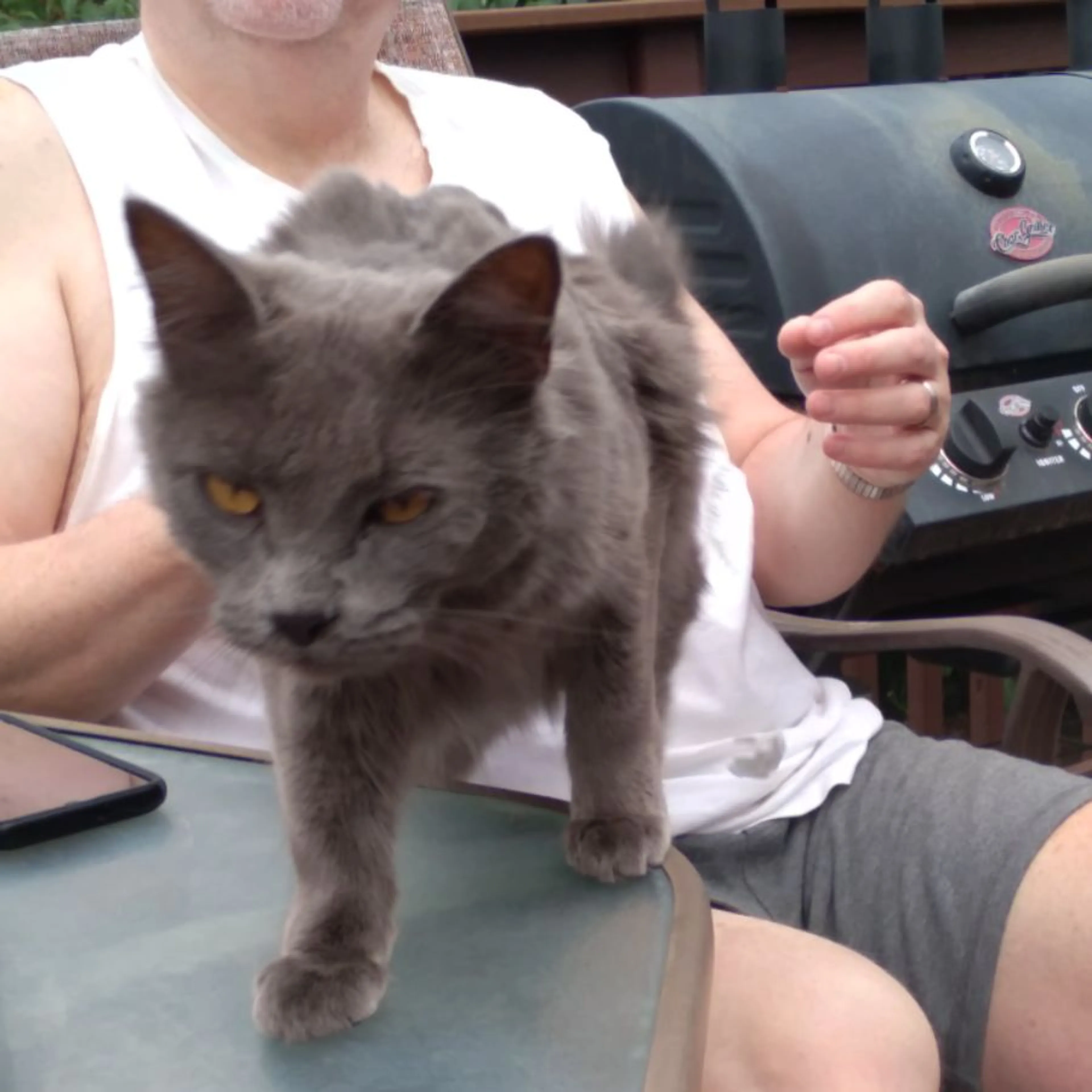 Lost pet-0