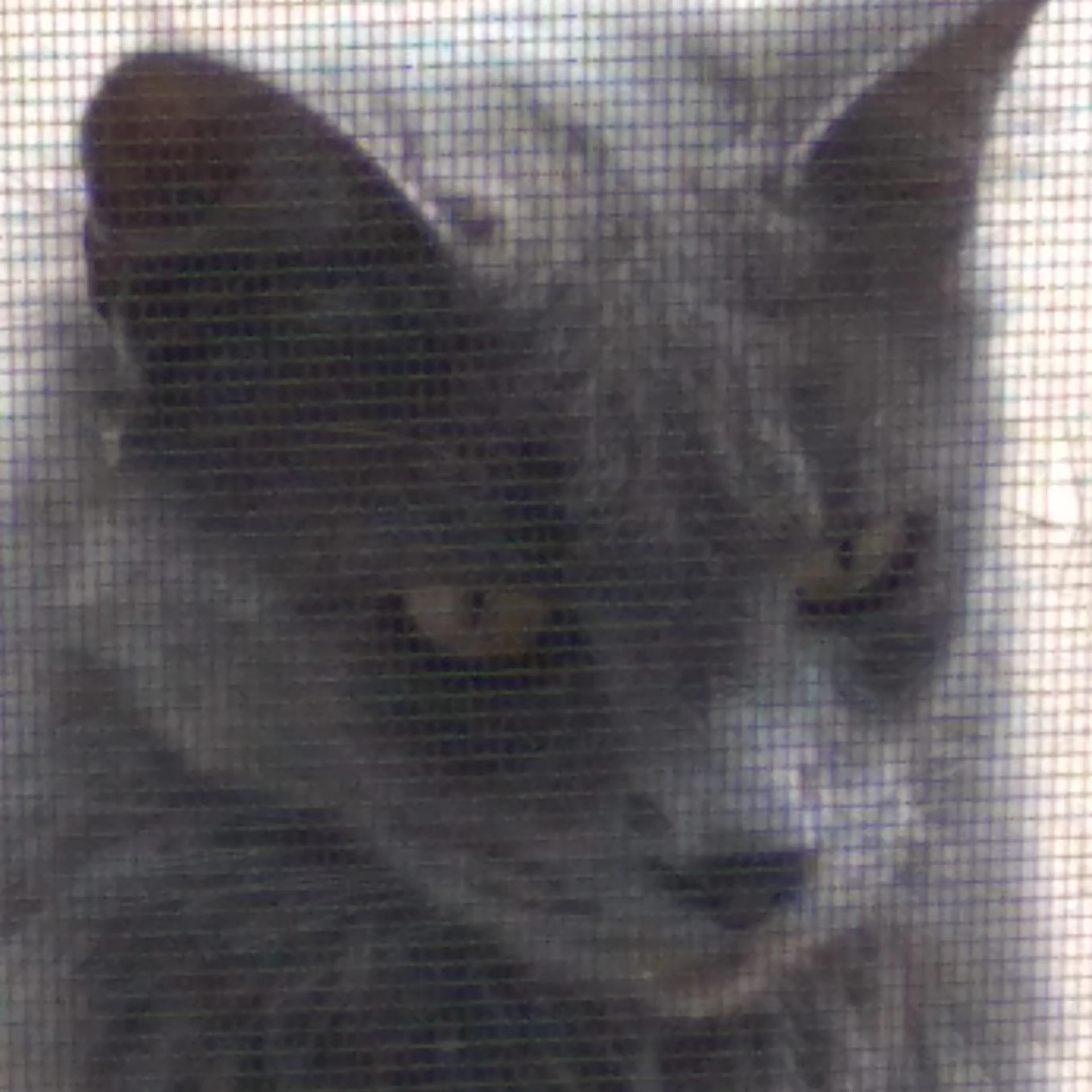 Lost pet-2