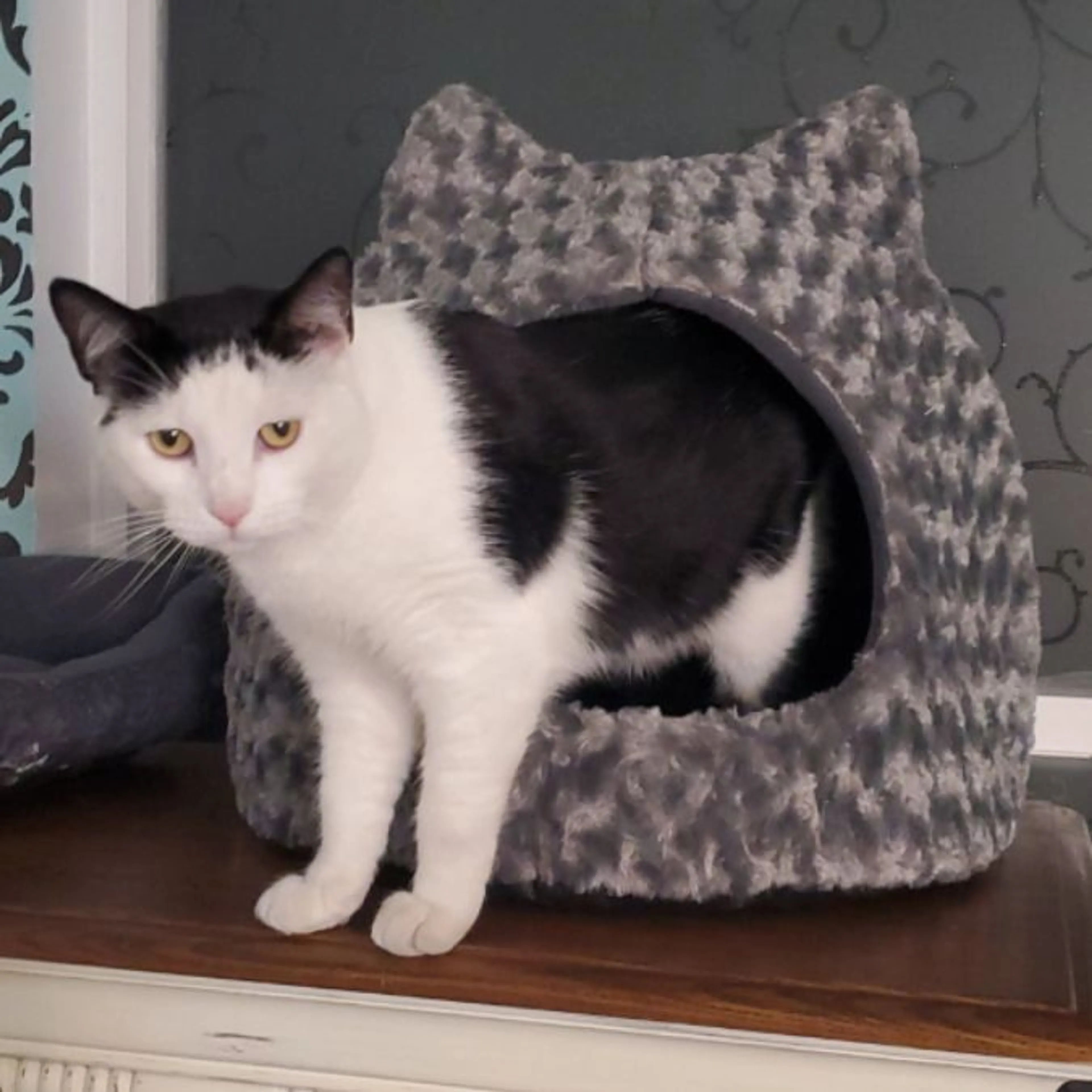 Lost pet