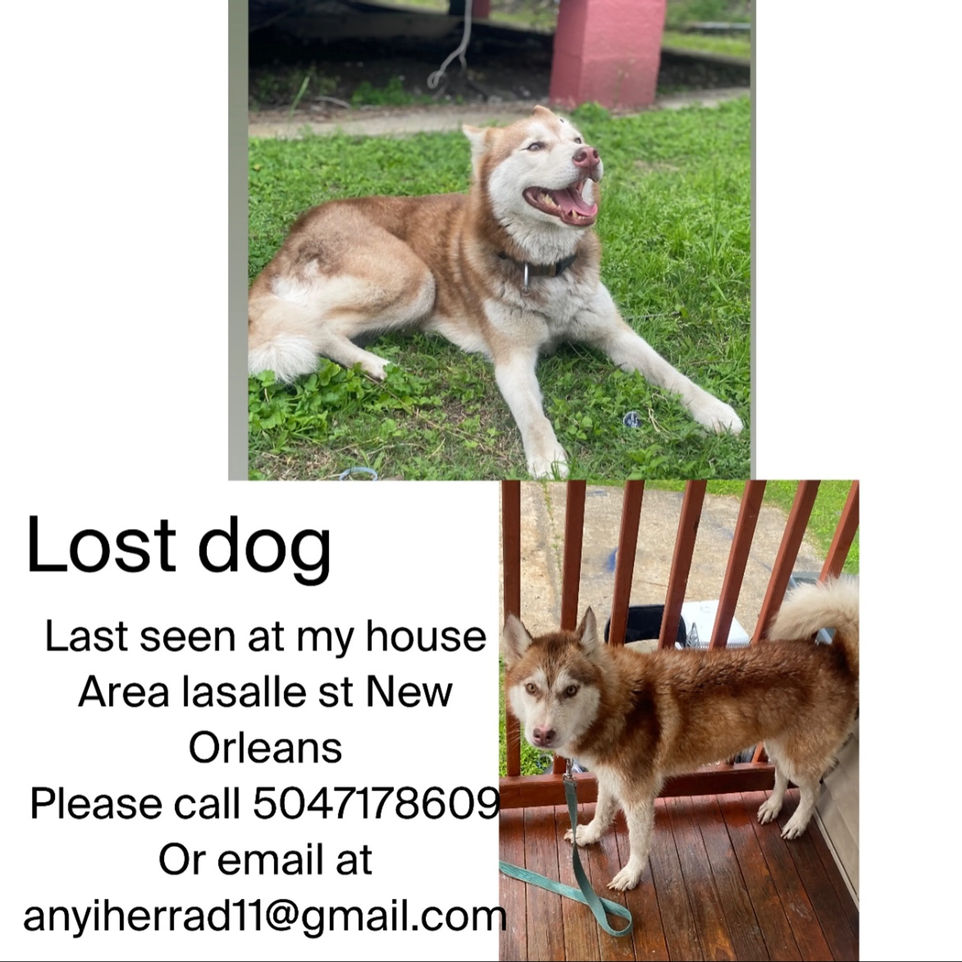 Lost pet