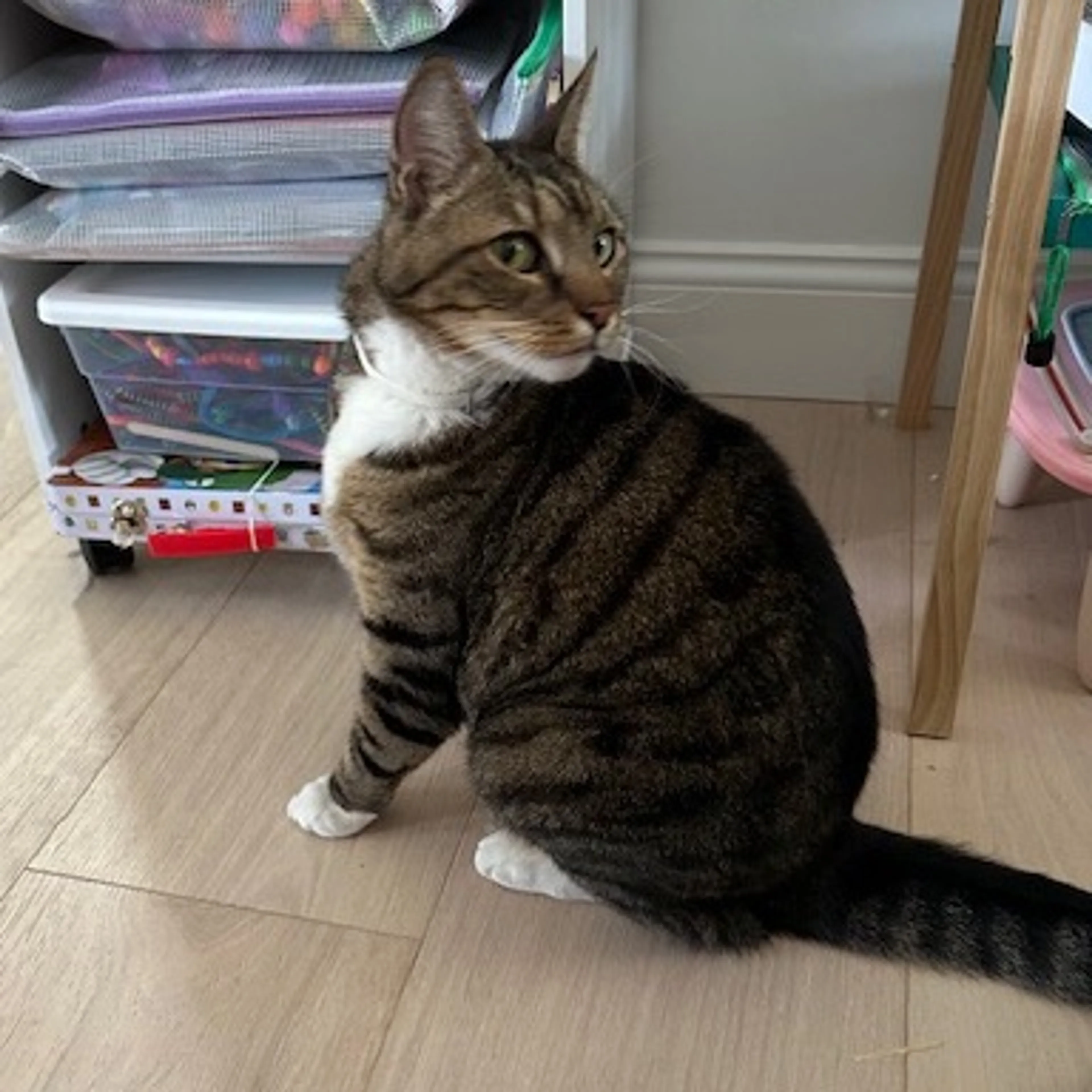 Lost pet