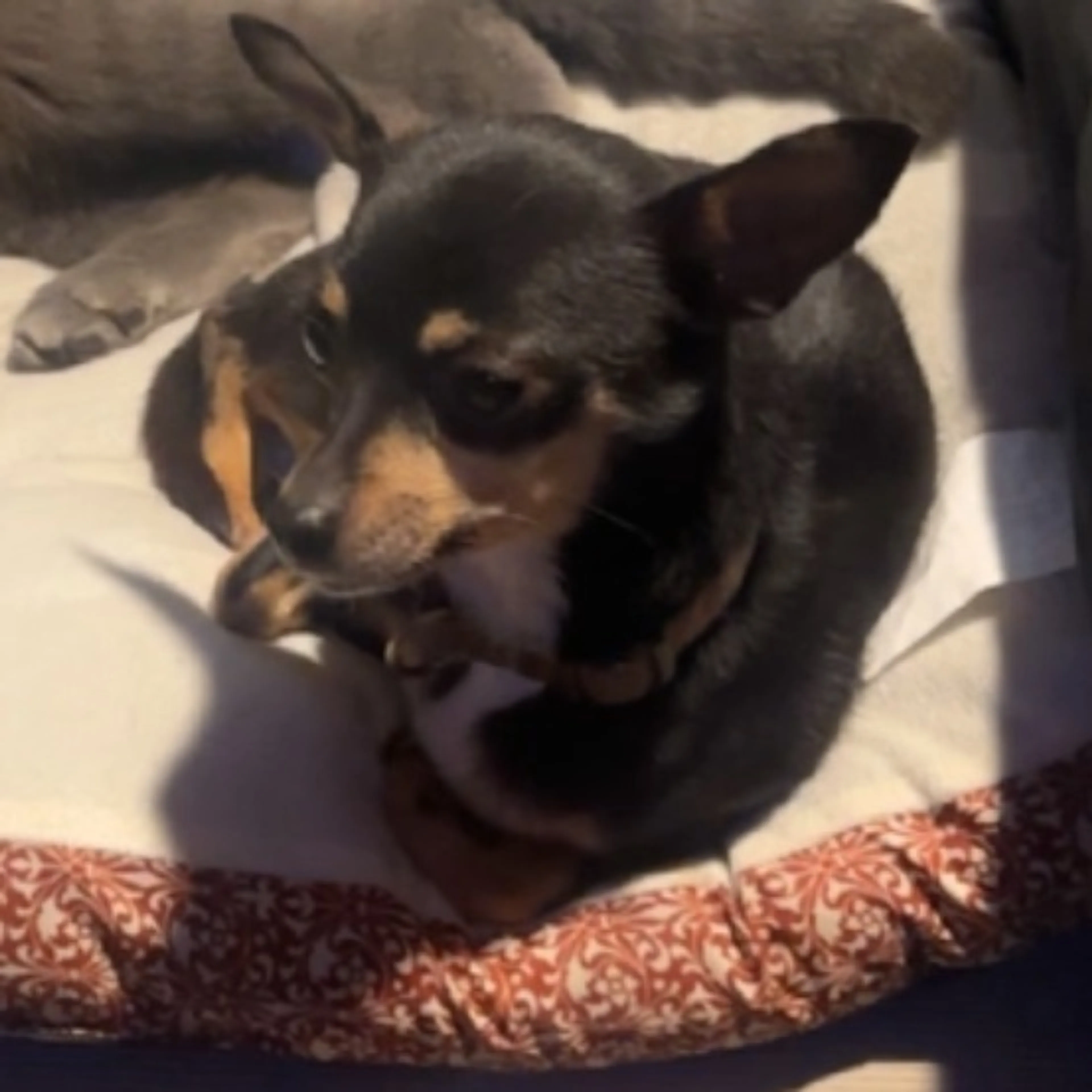 Lost pet